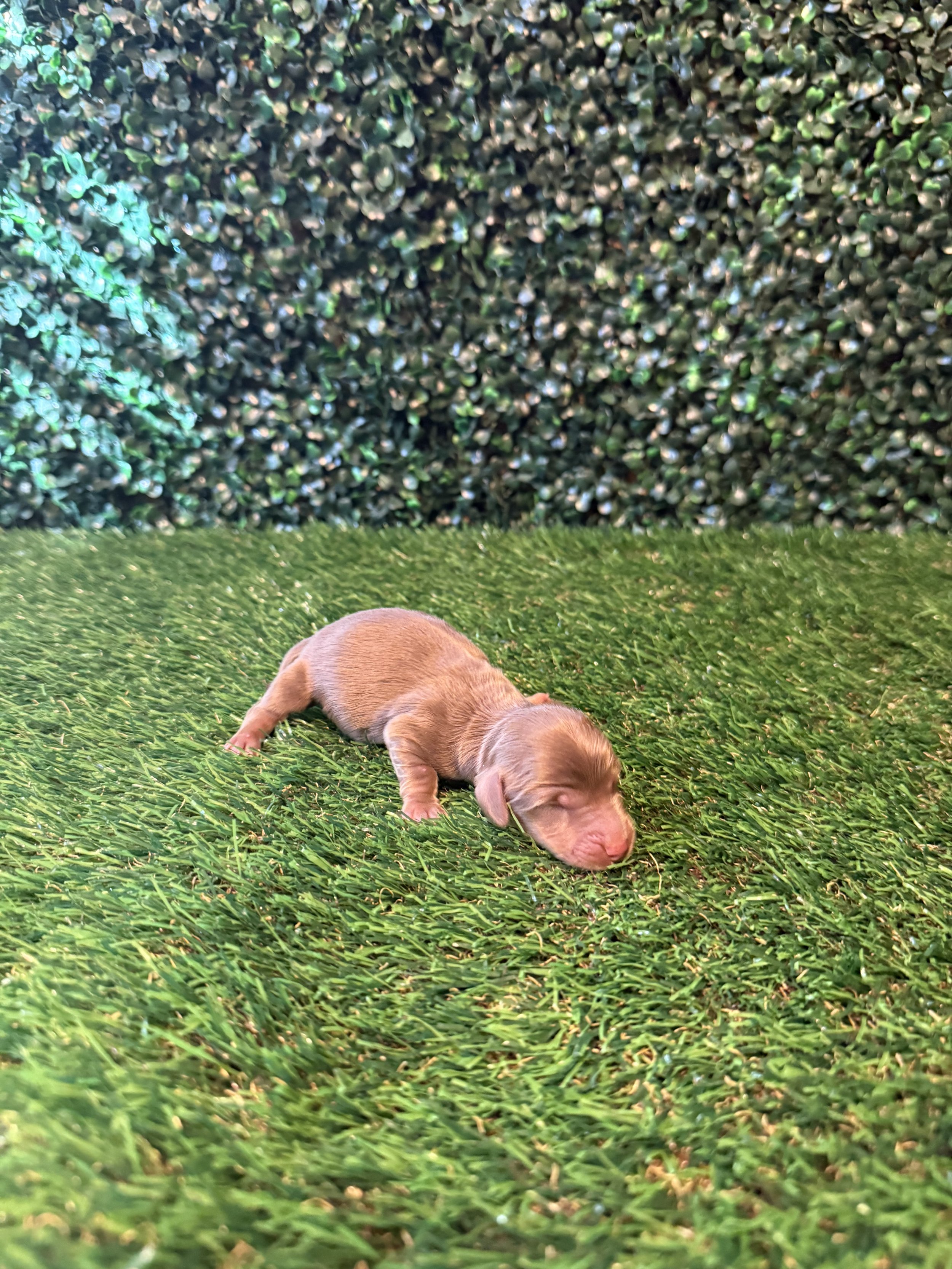 Chocolate longhaired male***RESERVED***(chiquita and pee wee)