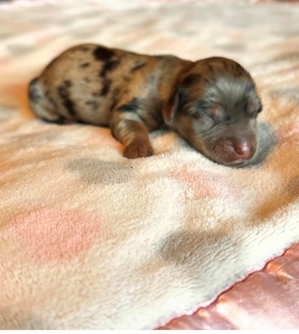 puppy 5.jpg