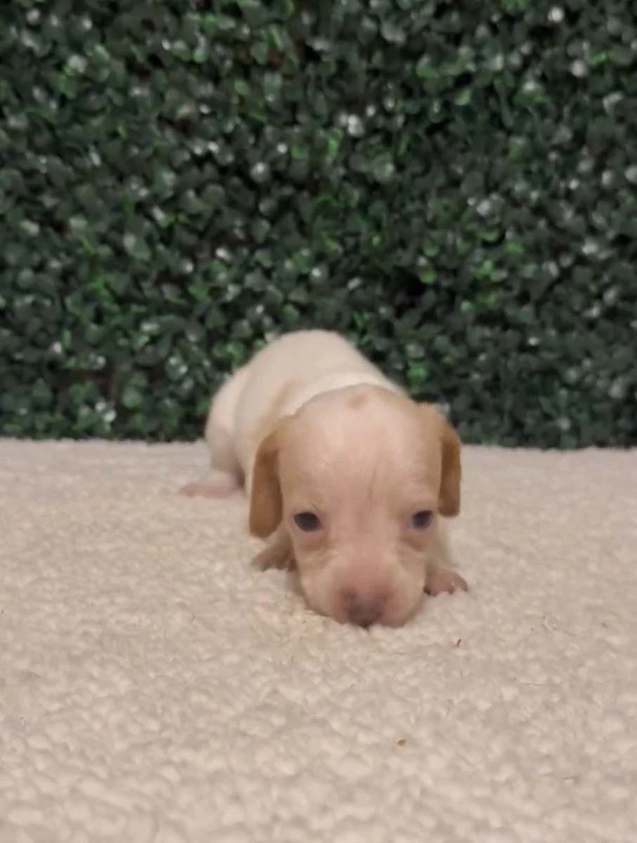 Short haired piebald female ***RESERVED***