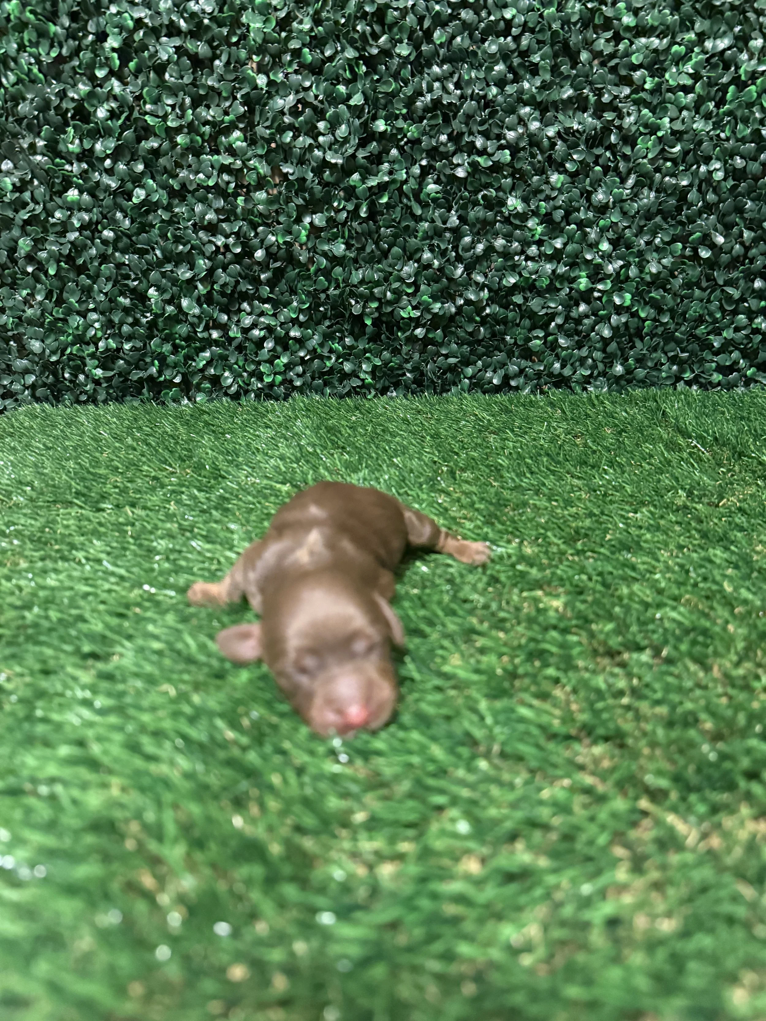 Chocolate longhaired female ***RESERVED***(Cocoa and pee wee )