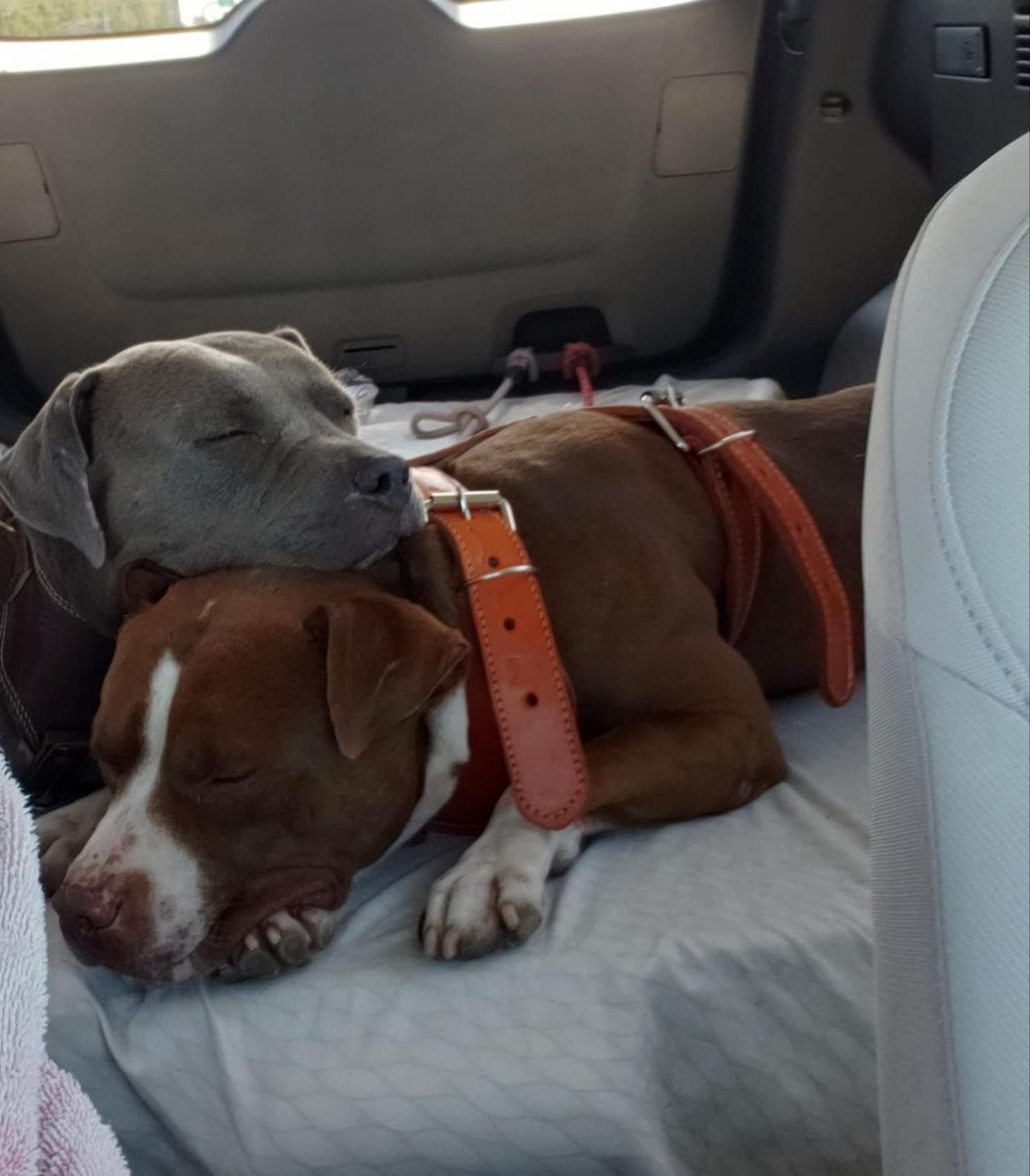 Dog Snuggles in Transport.jpeg