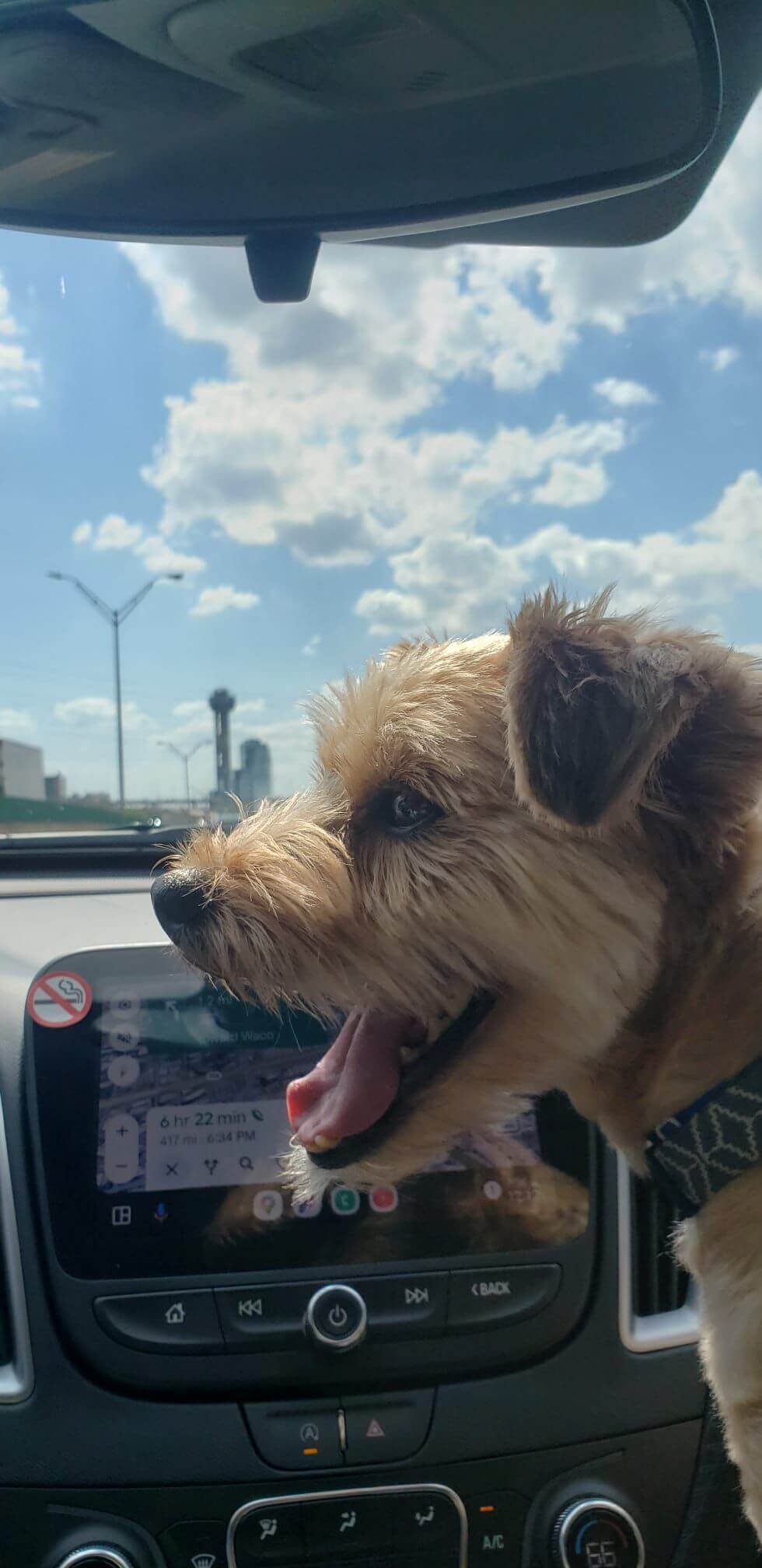Ajijic Dog Transport.jpeg