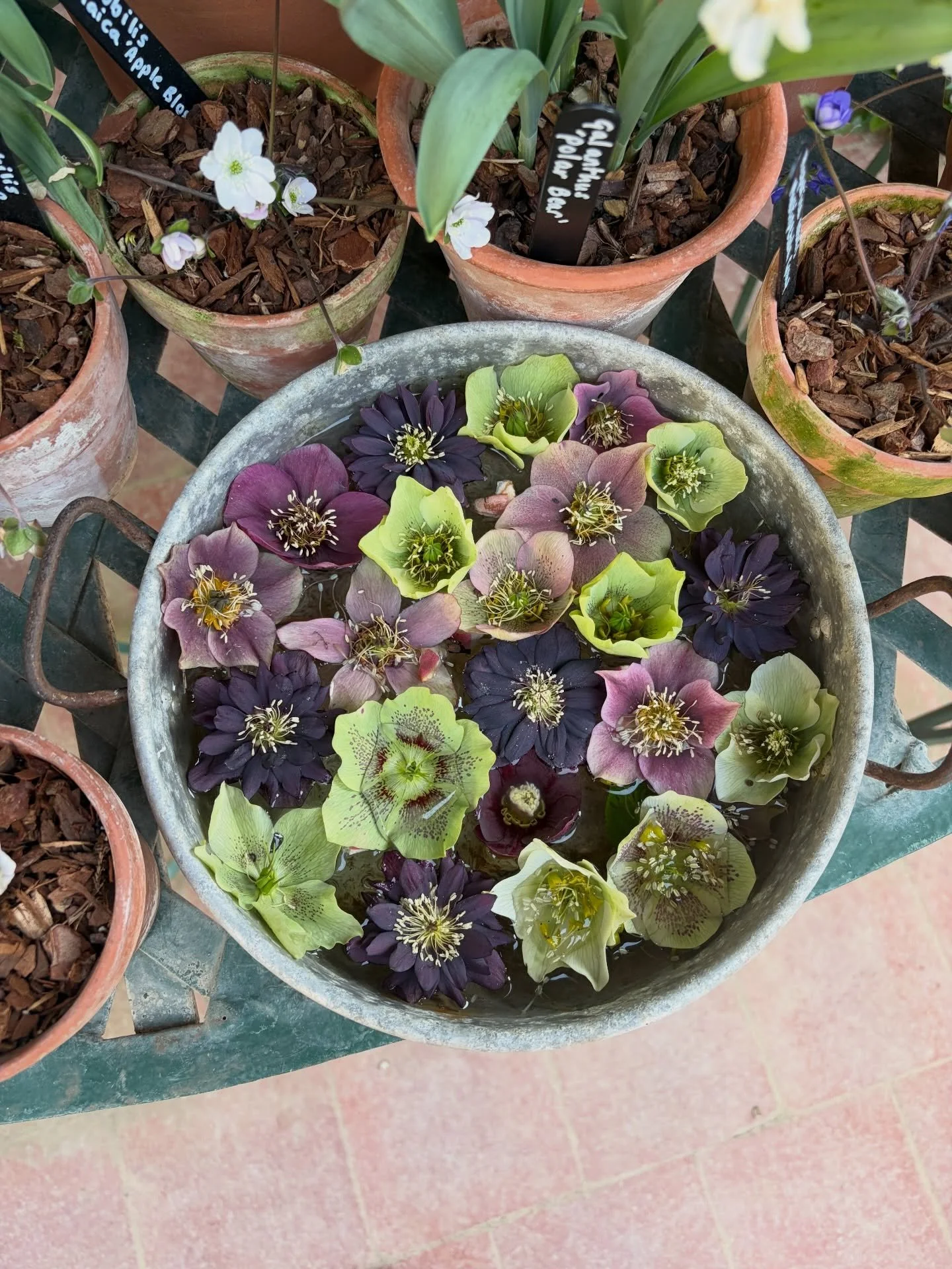 Spring well and truly spring in Hidcote on a sunny and chillsome Sunday #hidcotent