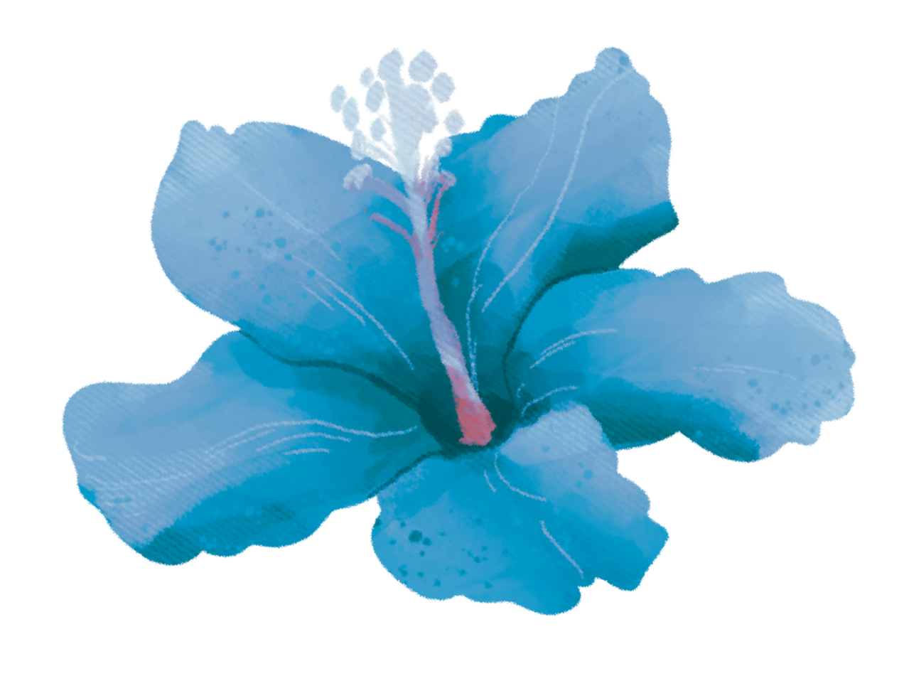 blue+hibiscus.png