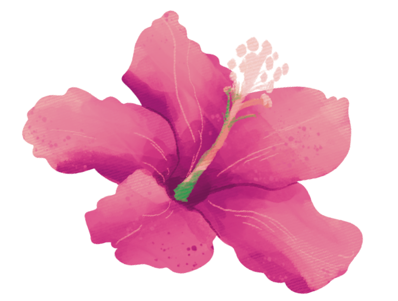 pink+Hibiscus.png