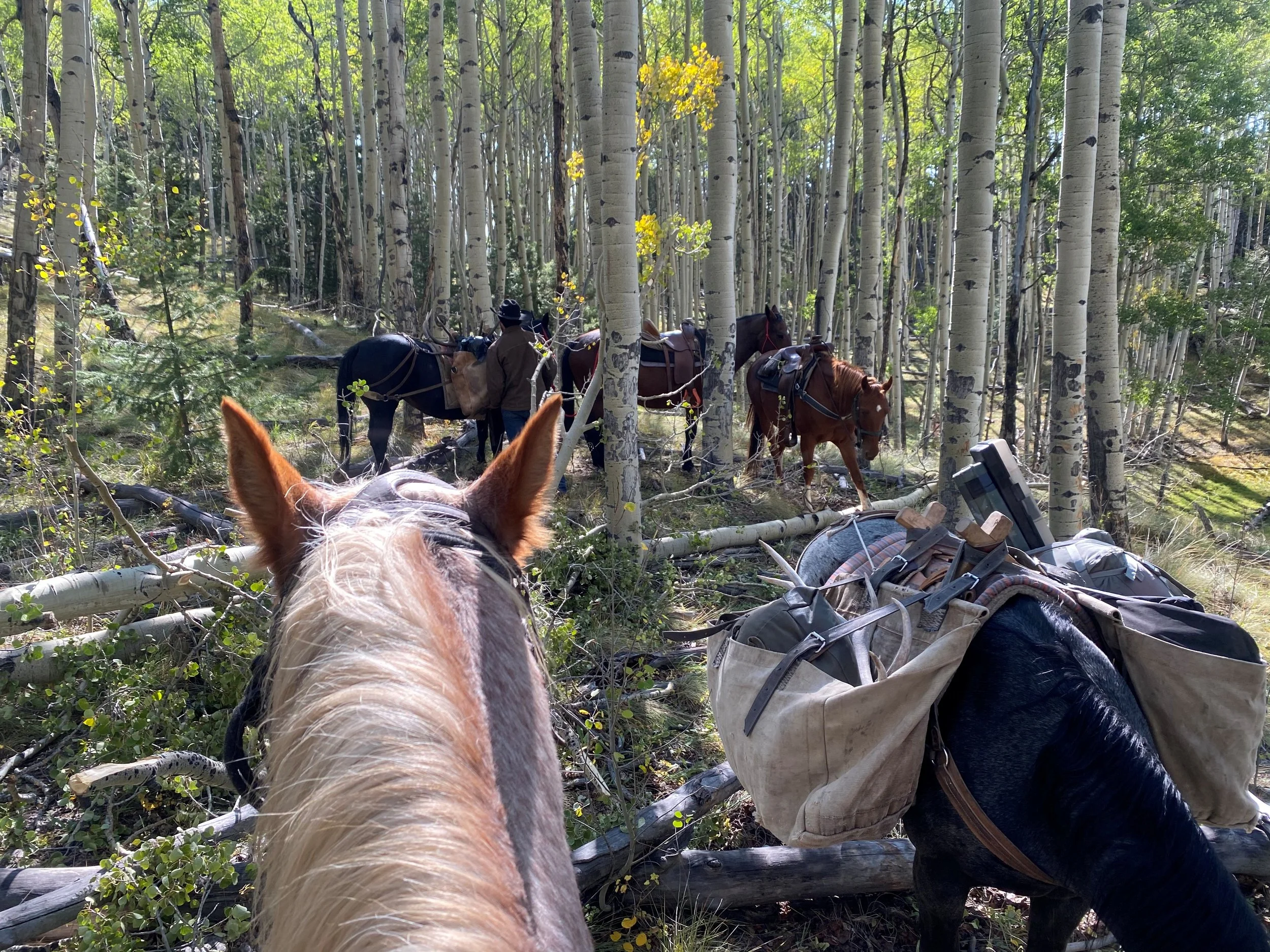 Horses Hanging Out.jpg