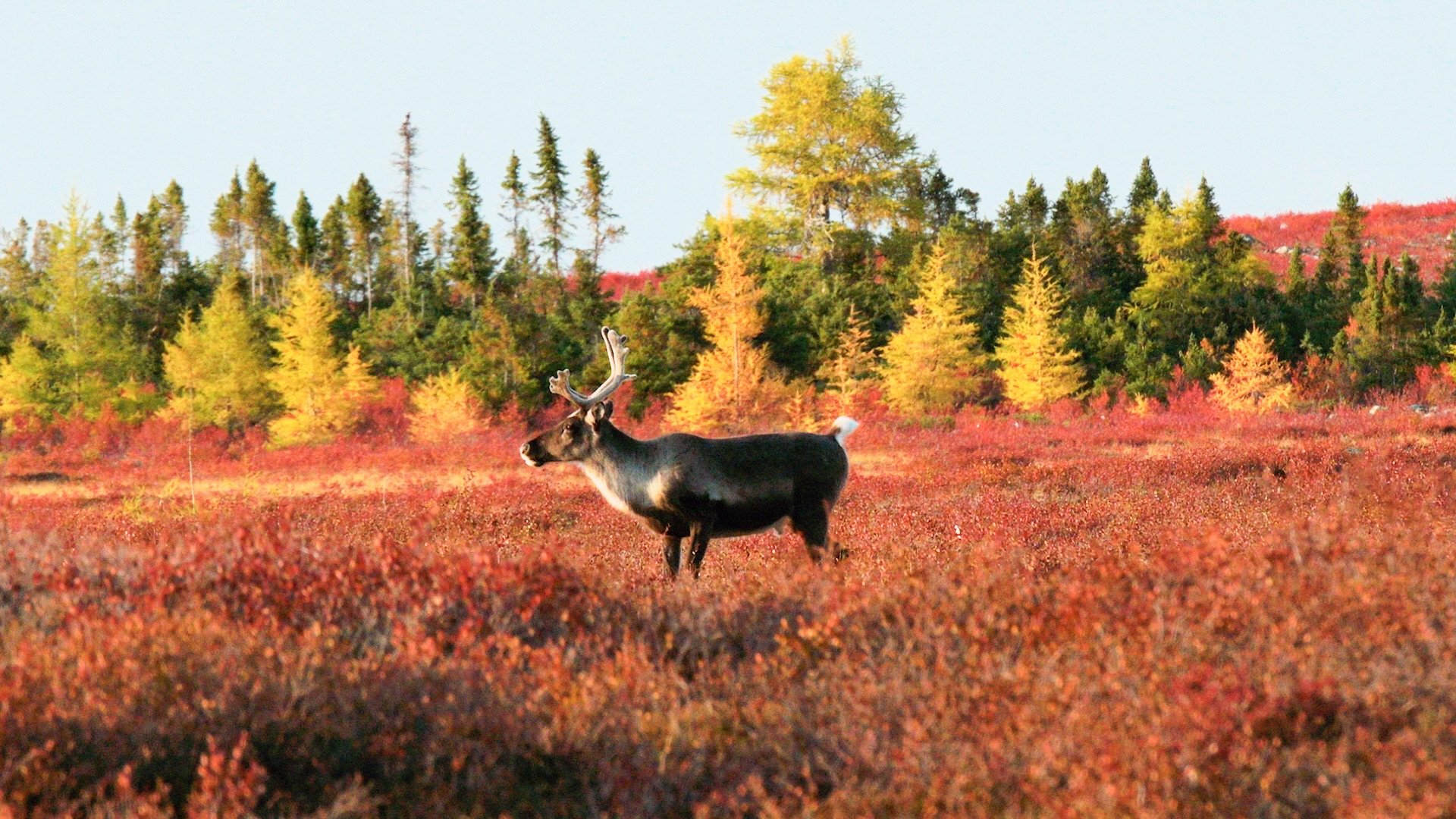 Copy of Caribou-2.jpeg