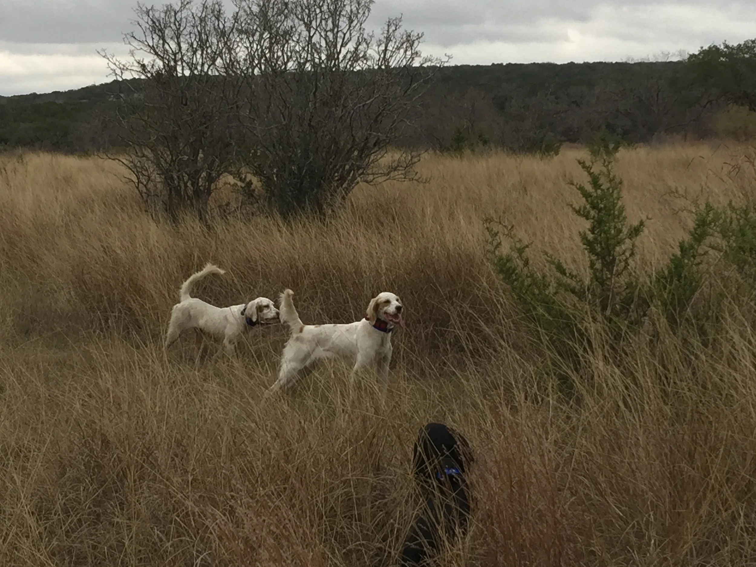 Gundogs On Point.JPG