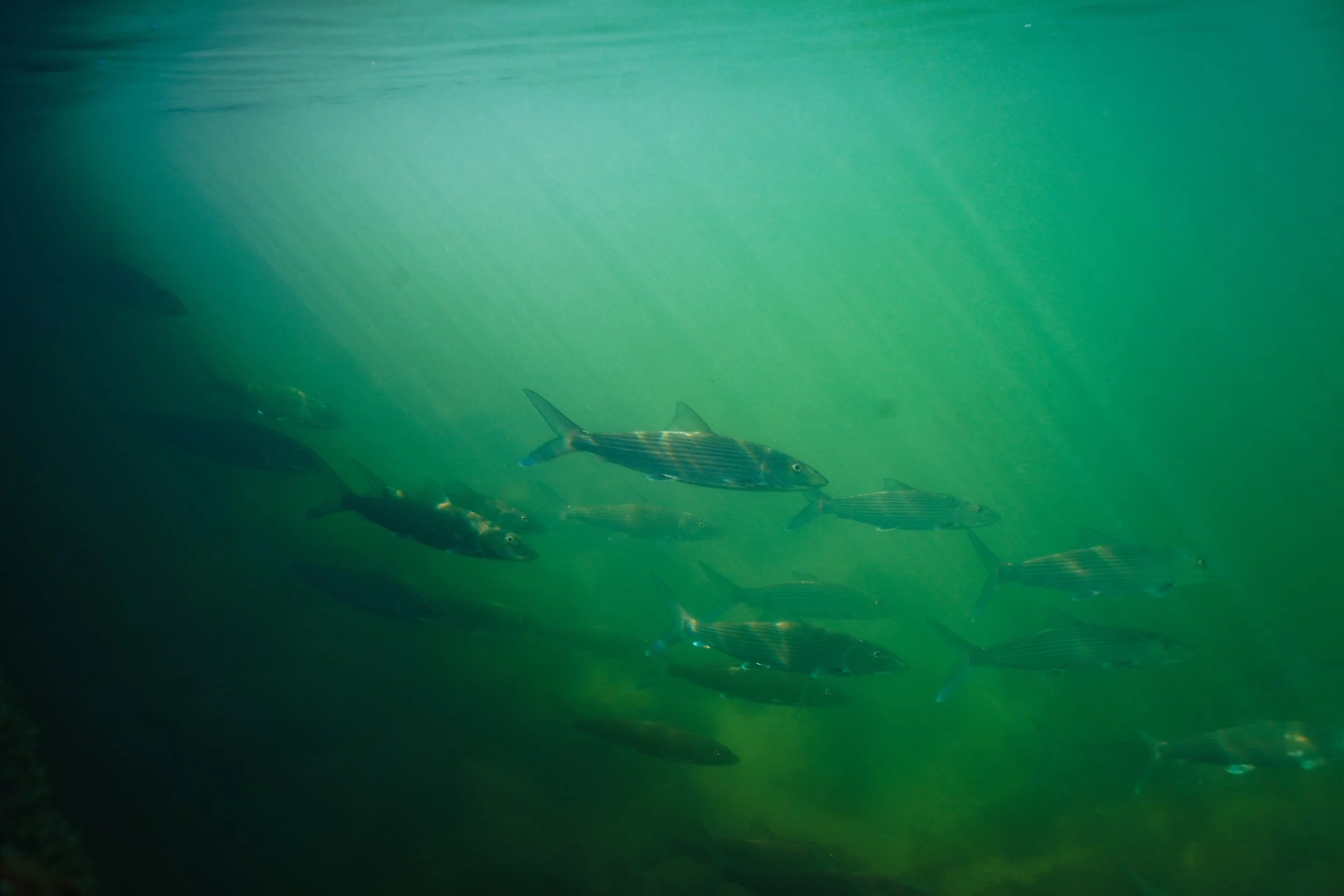 Photo Apr 30 2025, 6 53 40 PM.jpg