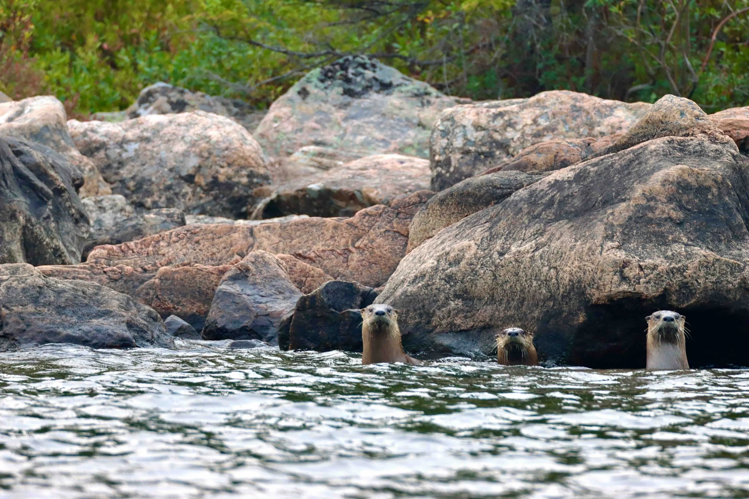 Copy of IMG_4954.jpeg