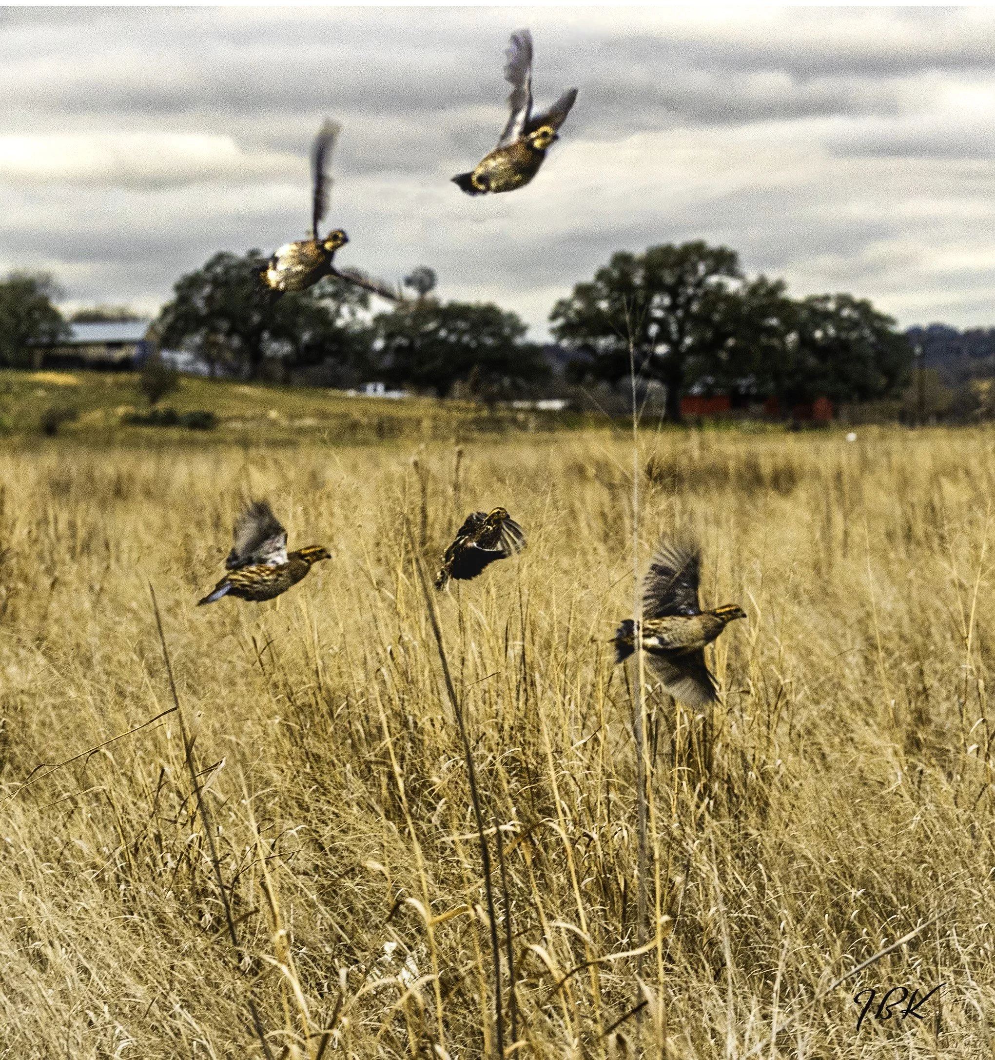 Upland Bird Hunt.jpg