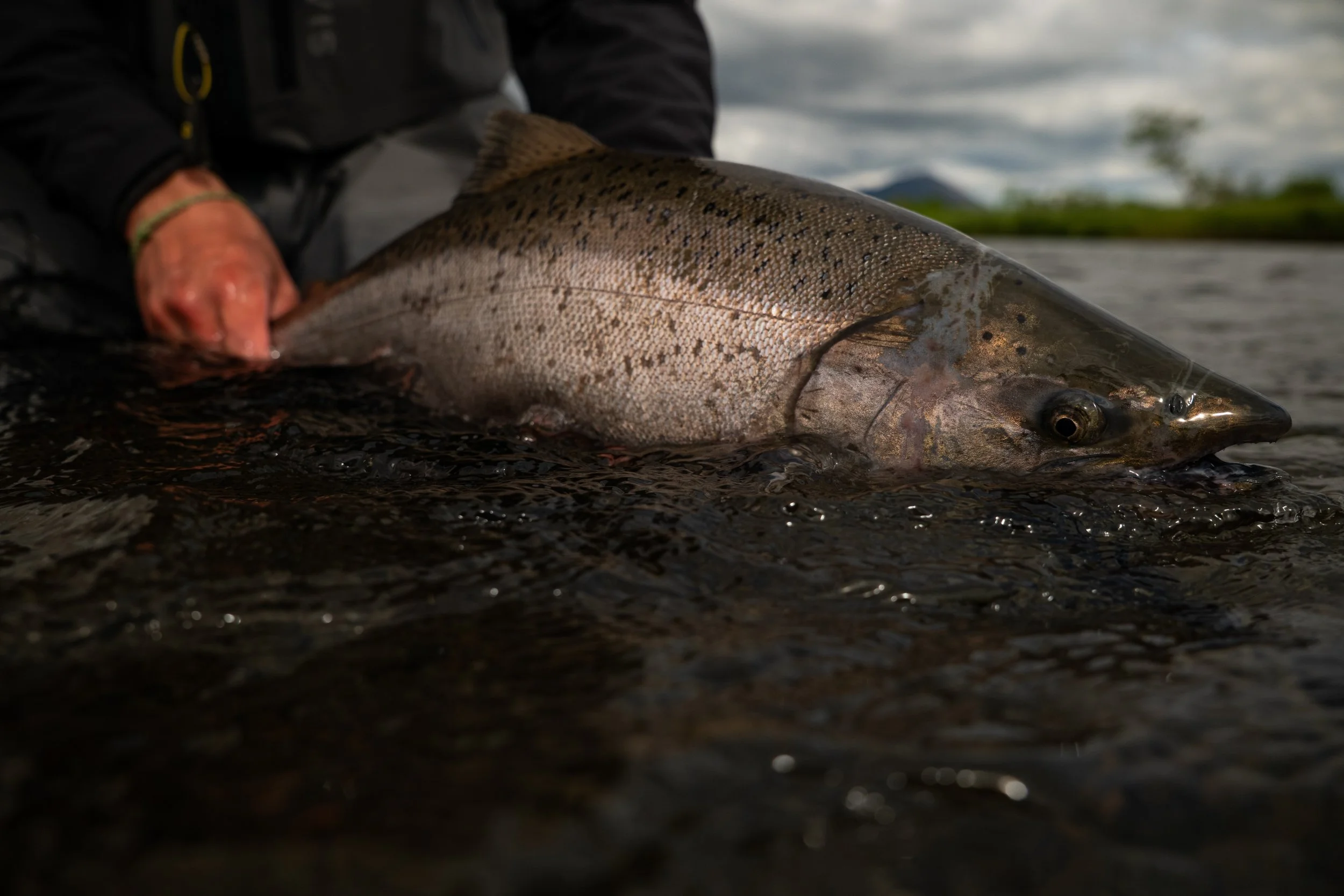 kingsalmon.jpg
