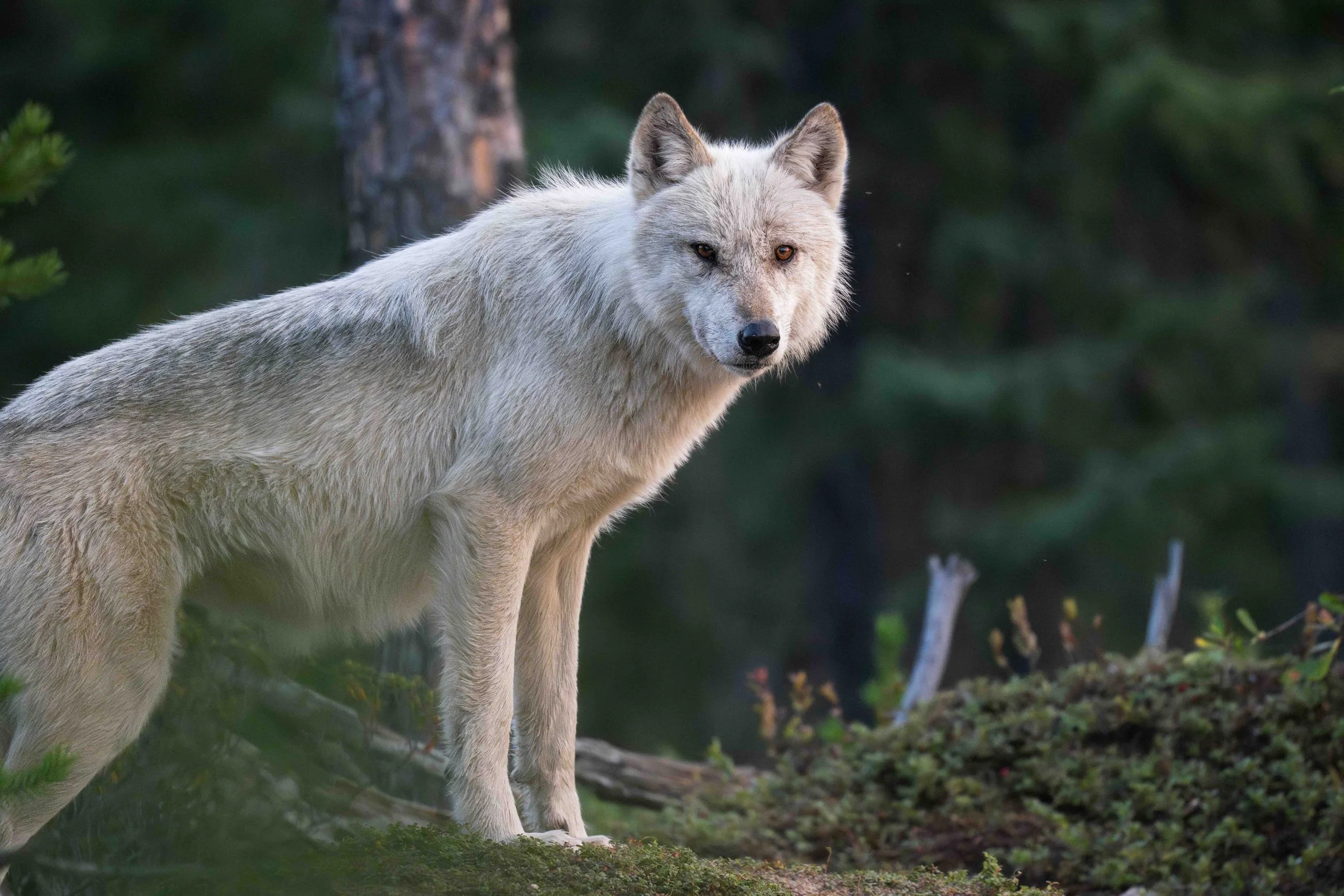 Copy of Copy of Manitoba_FM-98.jpeg