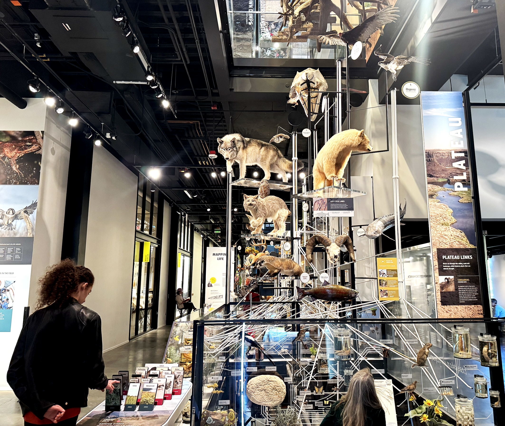 Burke Museum Exhibit