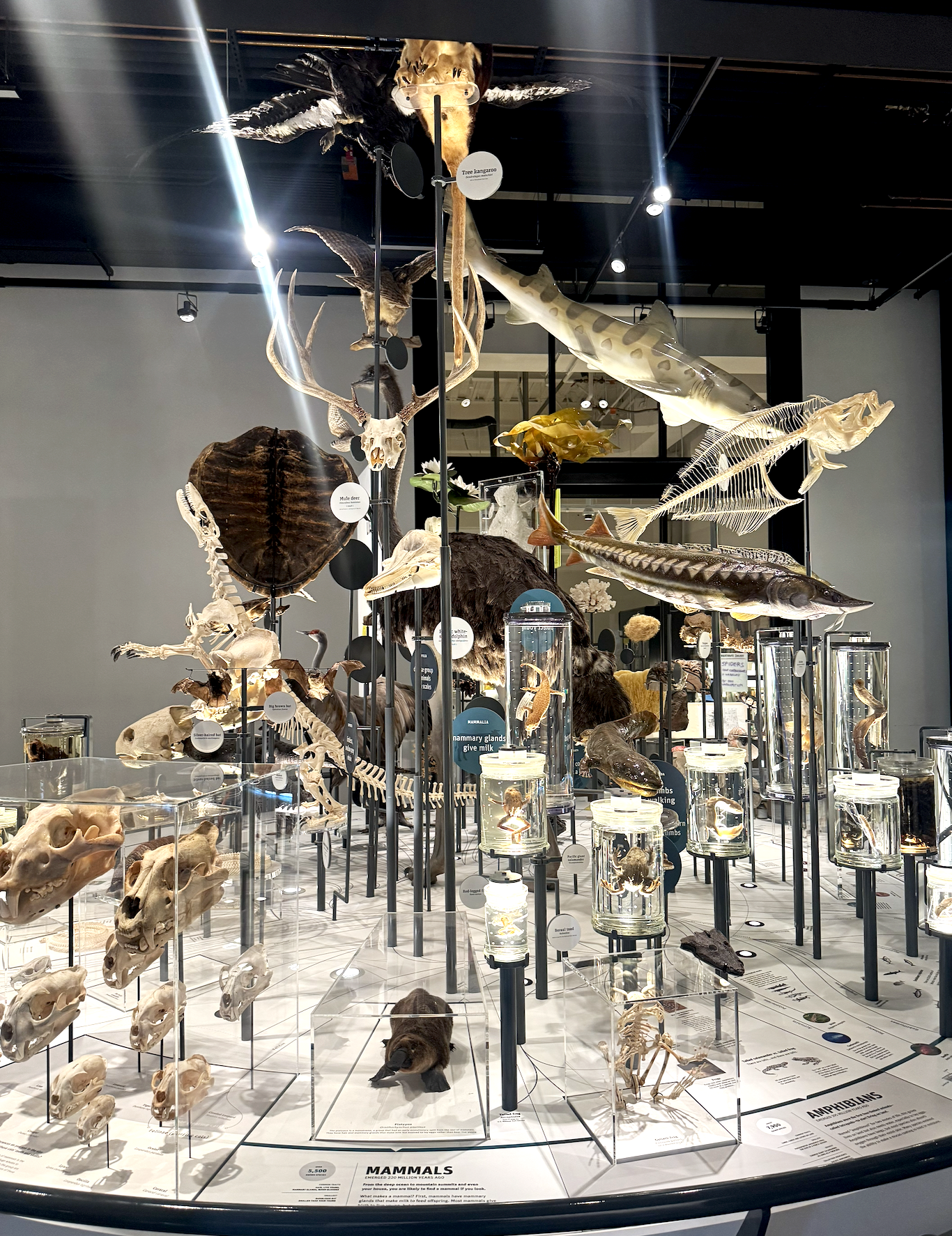 Burke Museum Exhibit