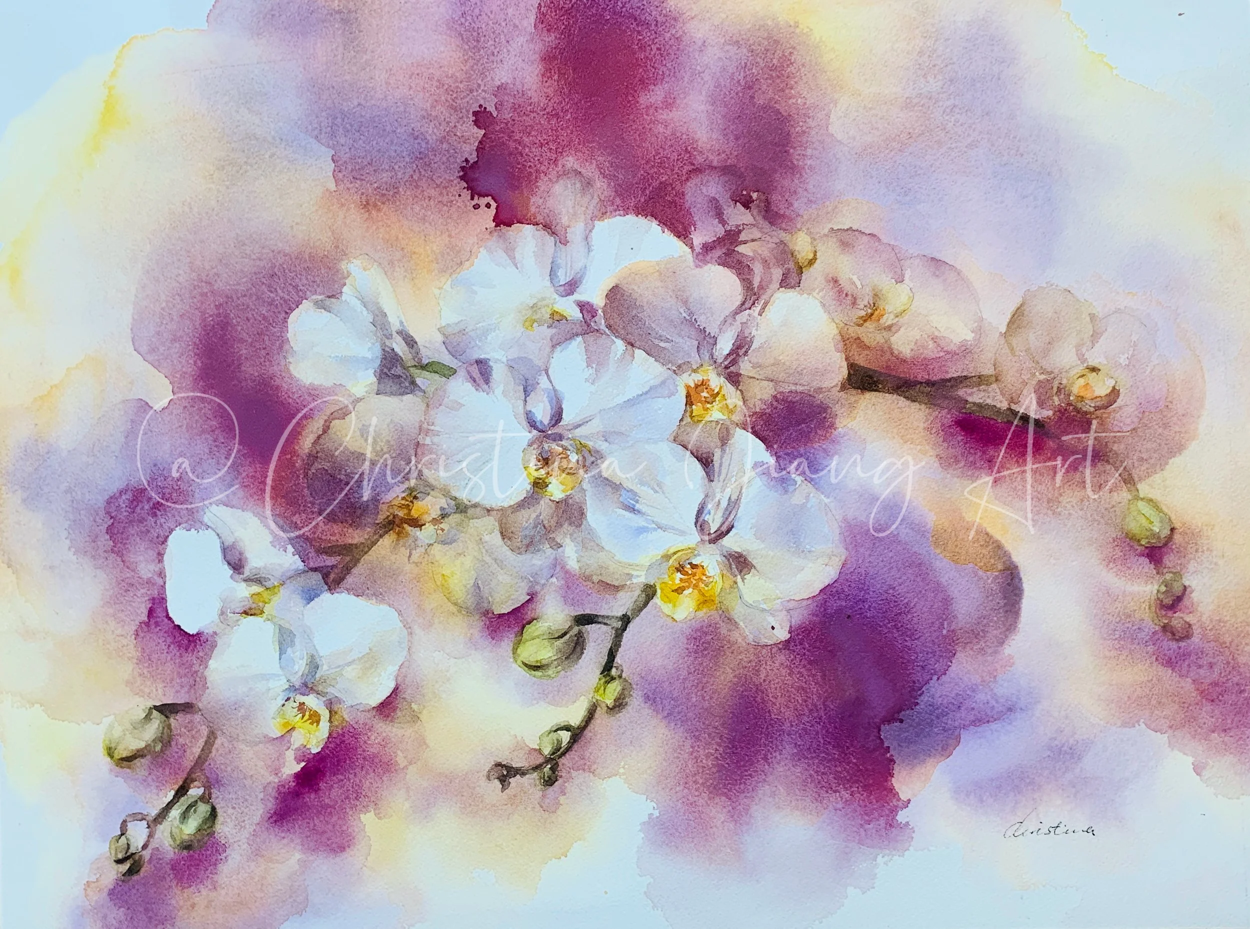 Orchids In Watercolour 20260422