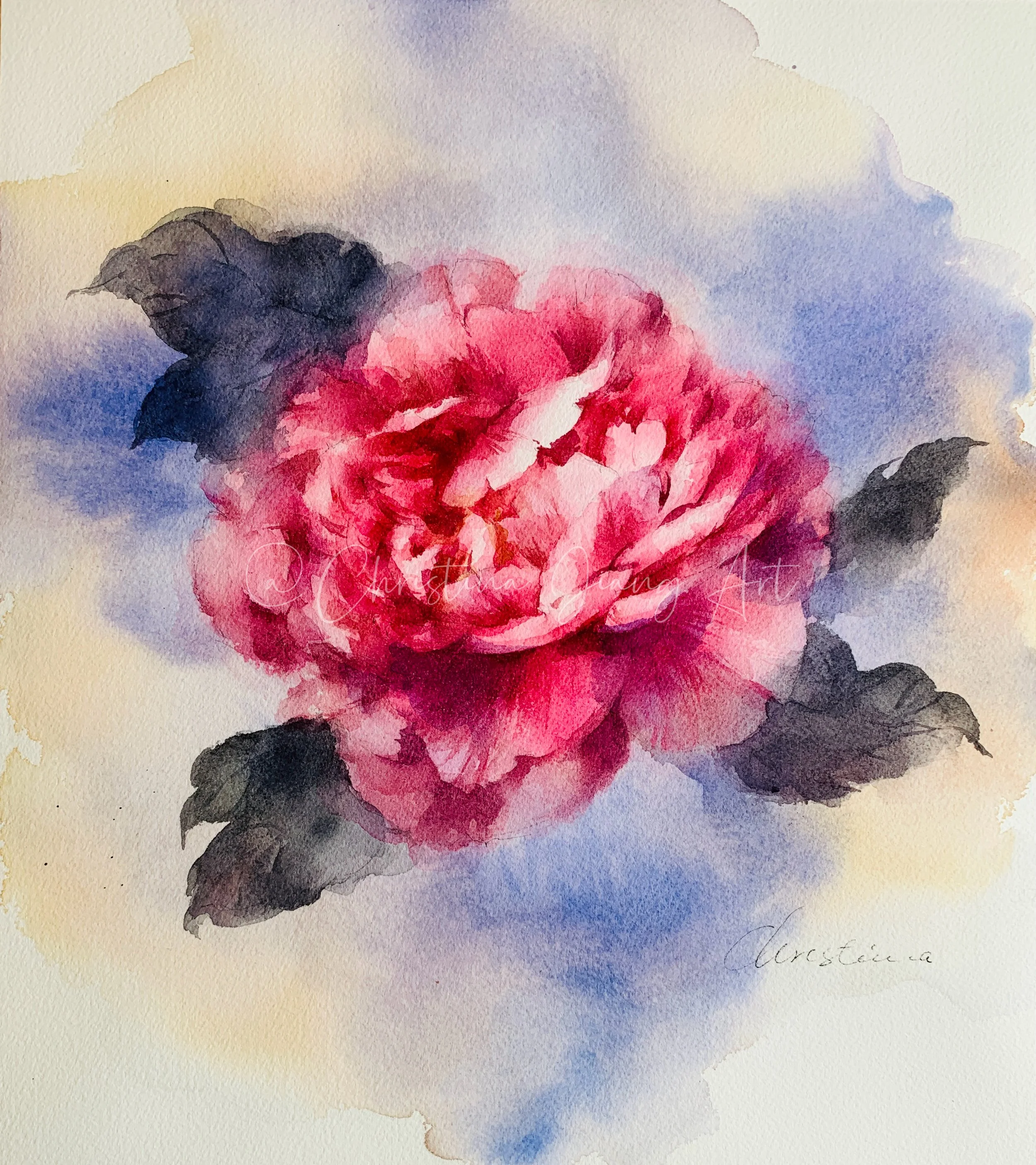 Peony20260507