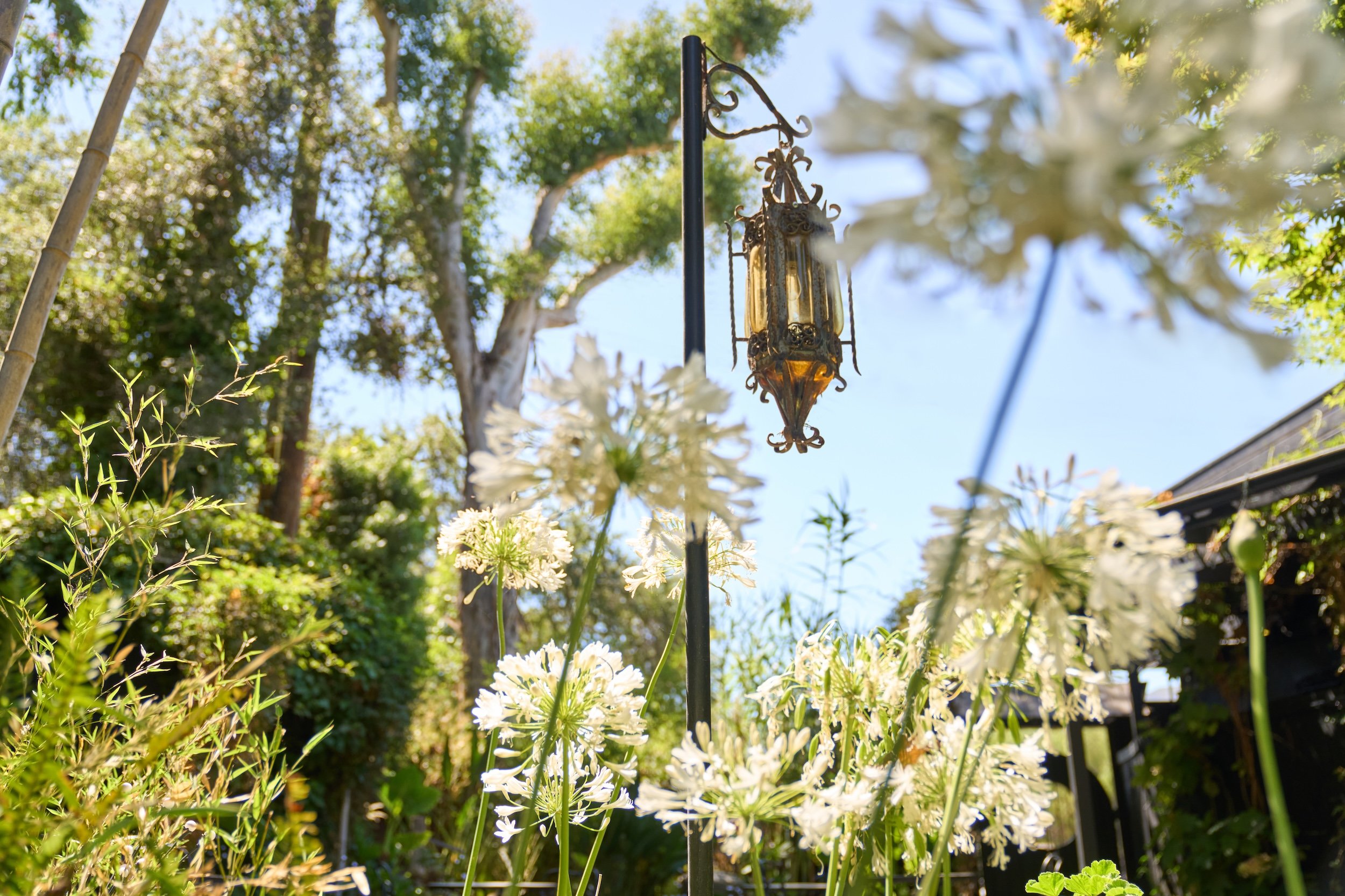 This century-old lantern has quietly watched over the garden for decades, likely since The Ranch House first opened in the 1950s. Framed here by blooming white agapanthus and layered greenery, it’s a small but enduring piece of the story — one of man
