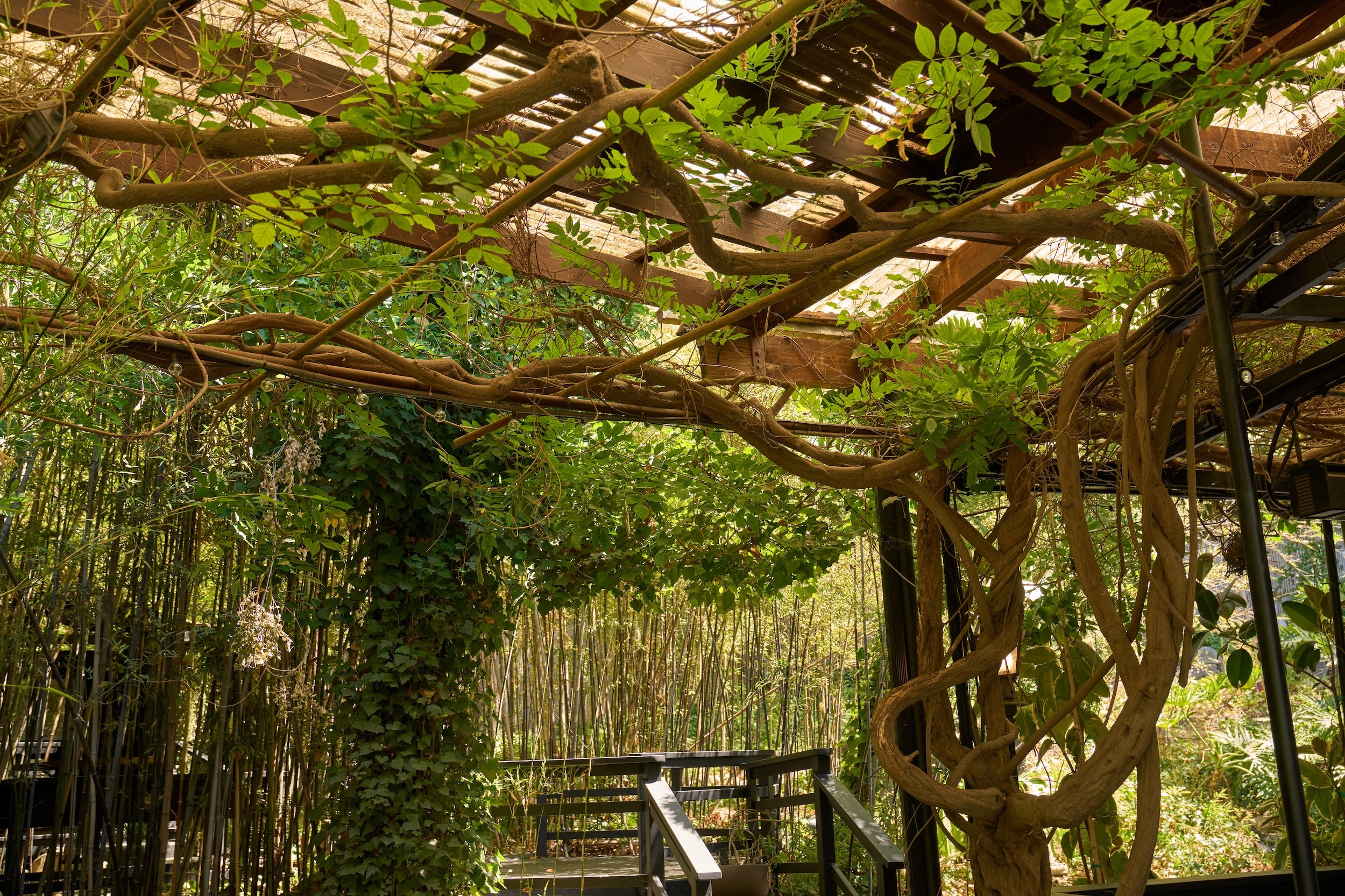 There’s a kind of quiet awe in standing beneath something that’s grown for generations. The wisteria here has climbed and coiled since the 1950s, its gnarled vines now a permanent part of the trellis it clings to. Just beyond, a bamboo forest rises —