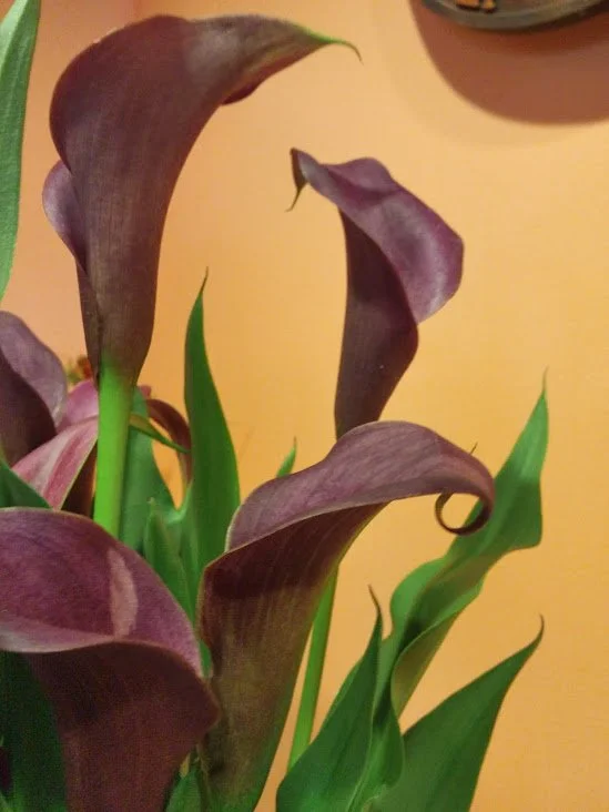 Lily