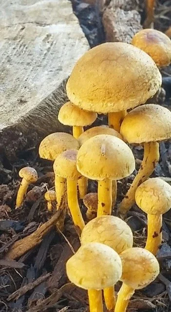 shrooms-2 Medium.jpeg