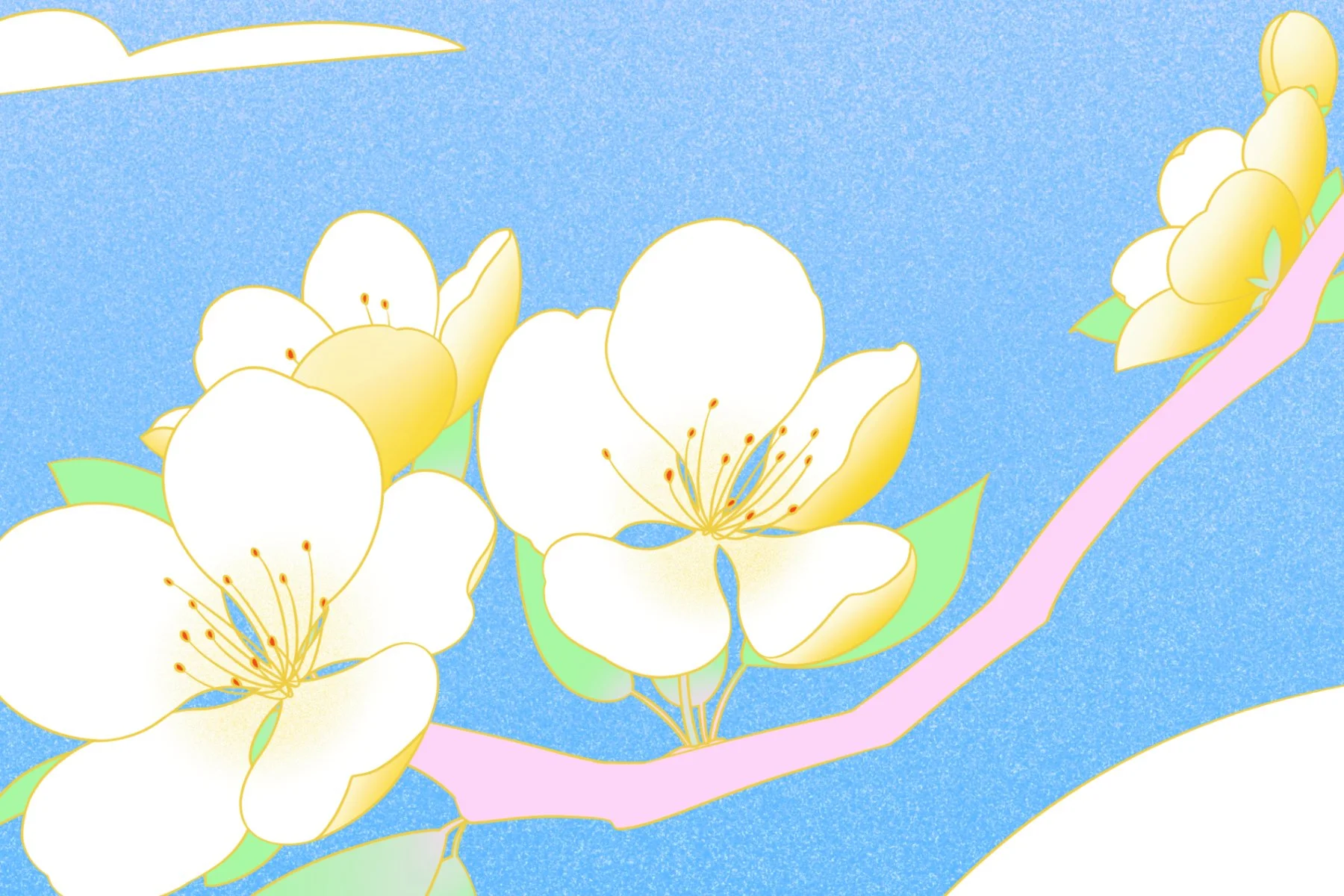 Close up detail of white blossoms on a pink branch against a blue sky