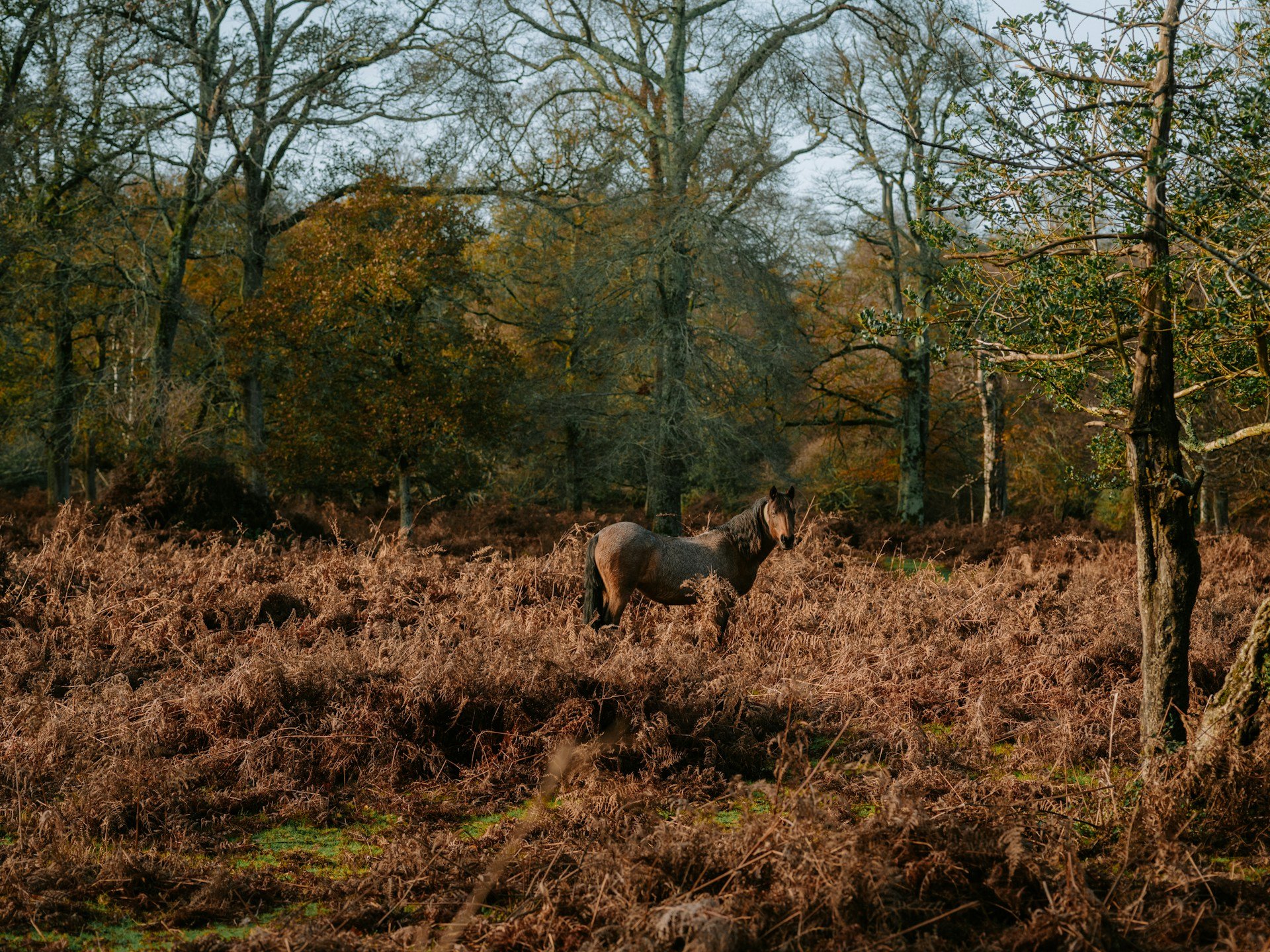 California Hunting Land Rules Most Buyers Don't Realize
