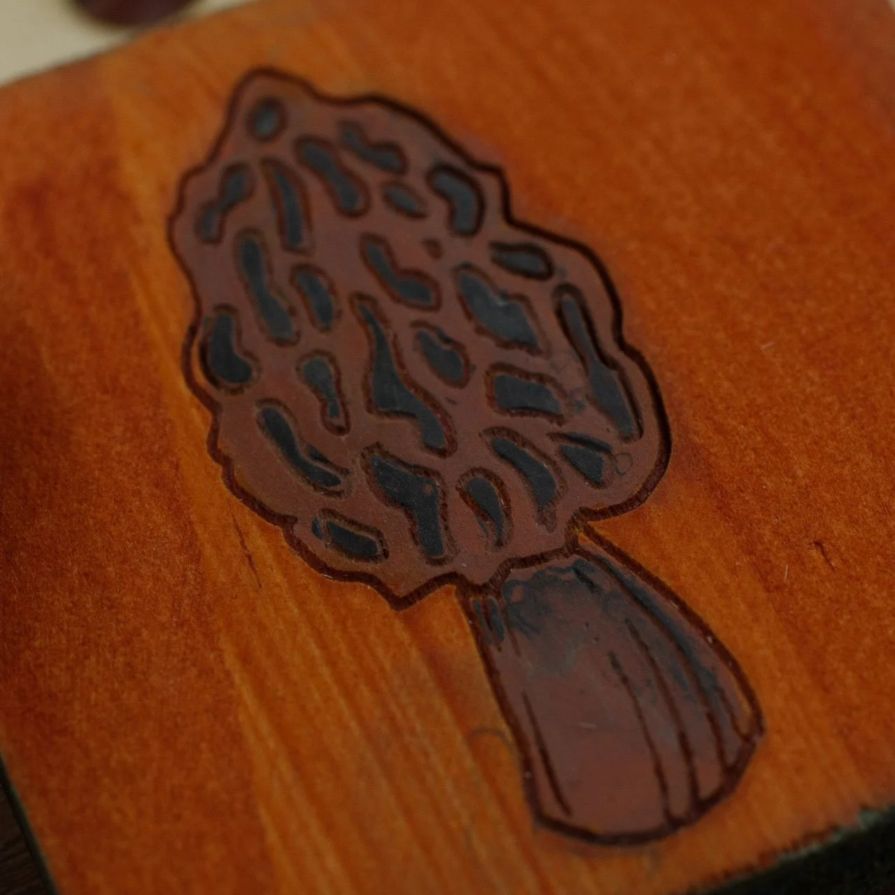 Morel 4.jpg