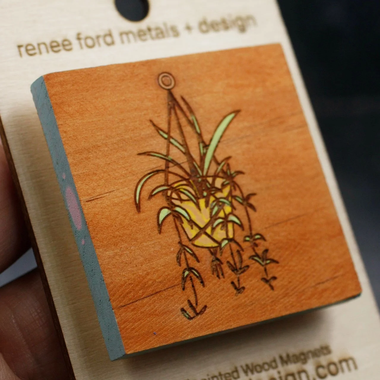 Spider Plant Hanging 1.jpg