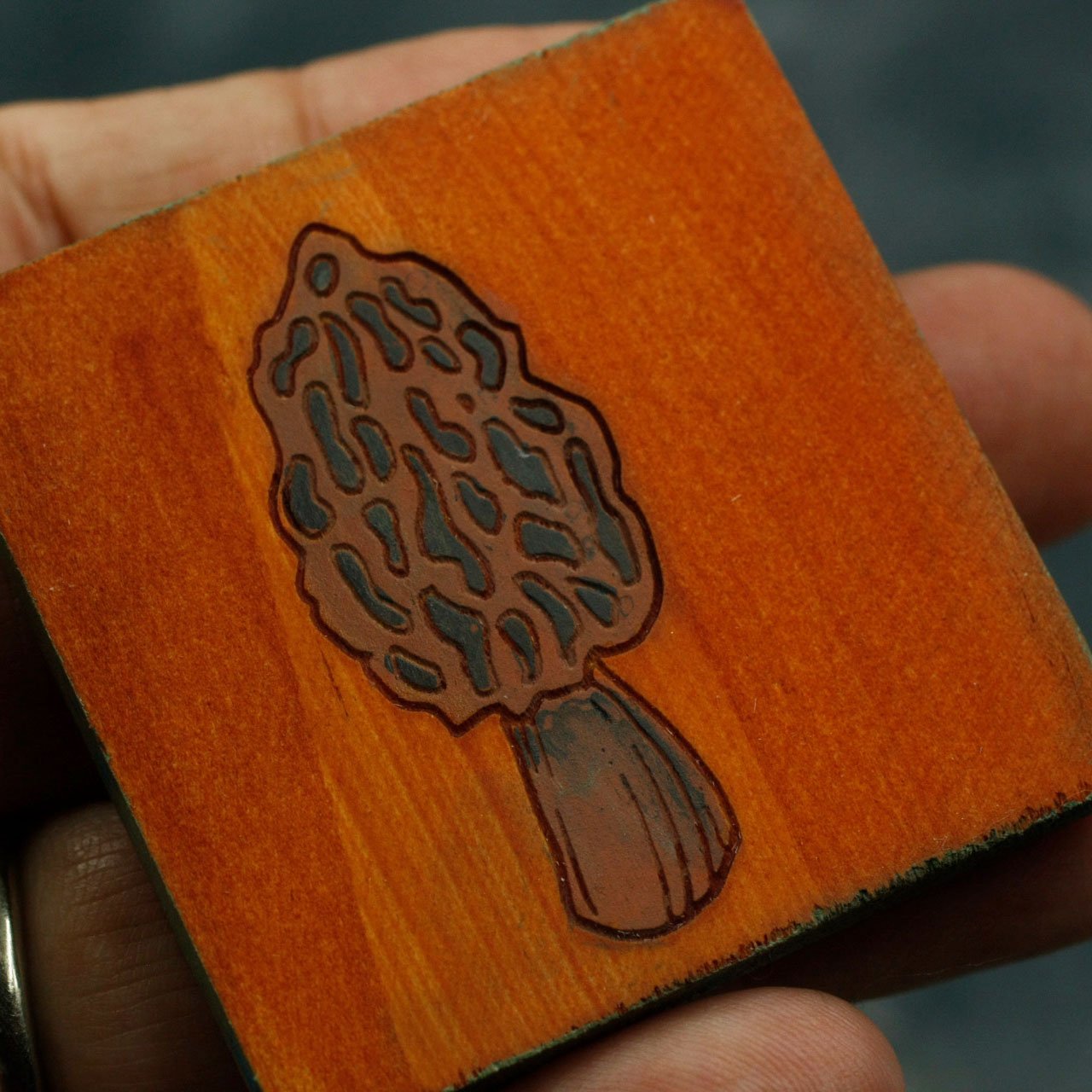 Morel 5.jpg