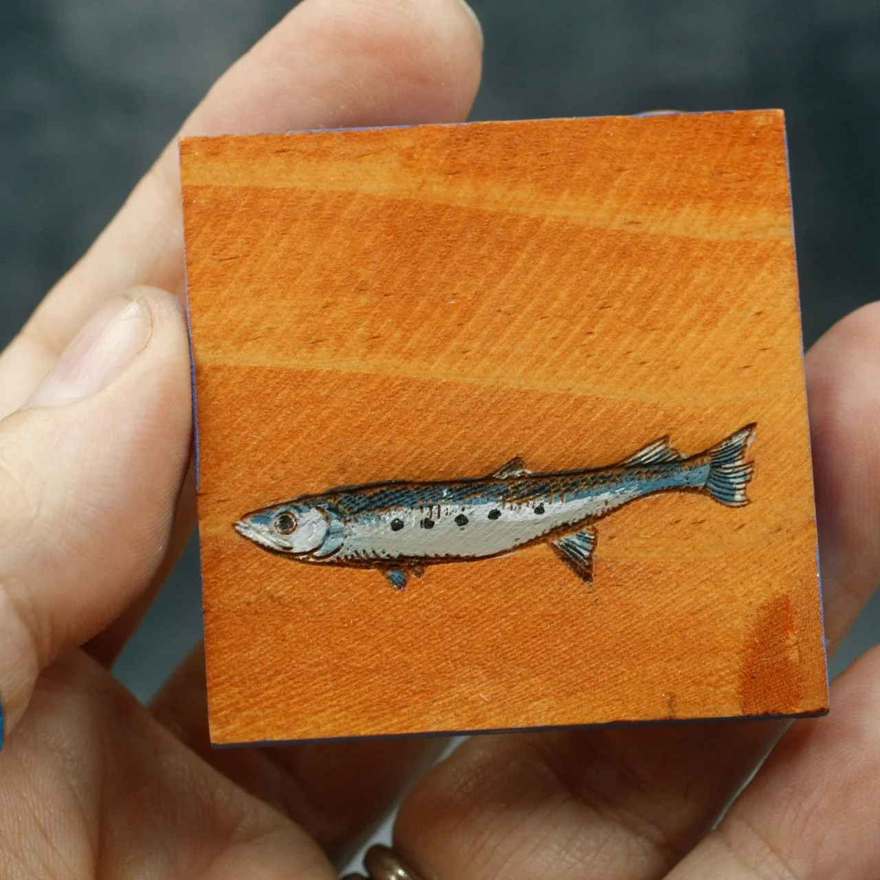 Sardine 6.jpg