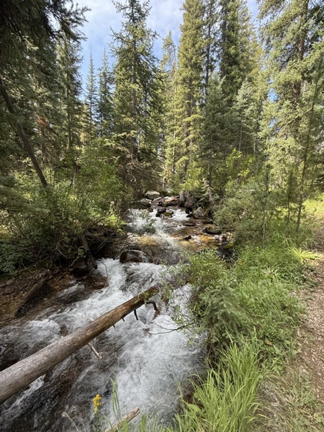 A small rushing creek surrounded by tall pine trees and green foliage in a forest.