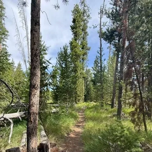 A dirt trail through a dense forest with tall pine trees and green grass on either side.
