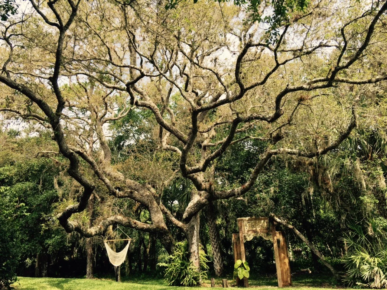 Tree 1.jpeg