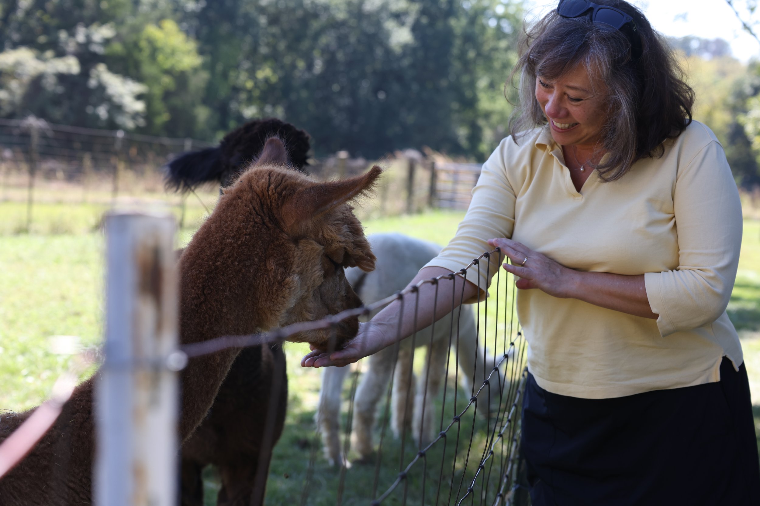 Tanya Haeussler feeds an alpaca on
Sunday, Sept. 28, 2025 at Curly Eye in
Columbia. Curly Eye opens their farm to
visitors to celebrate National Alpaca Farm
Days on Sept. 27 and 28.
