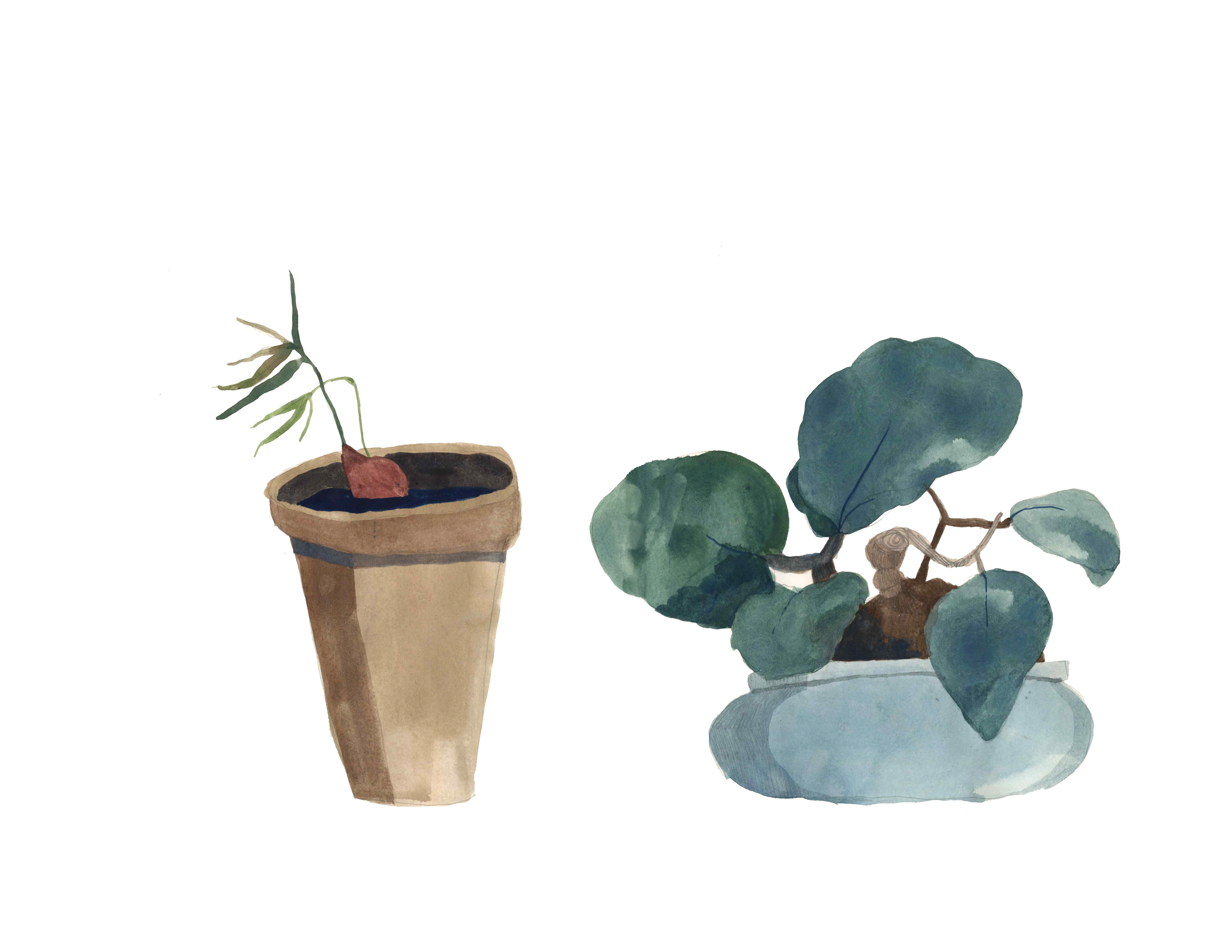 plants2.png