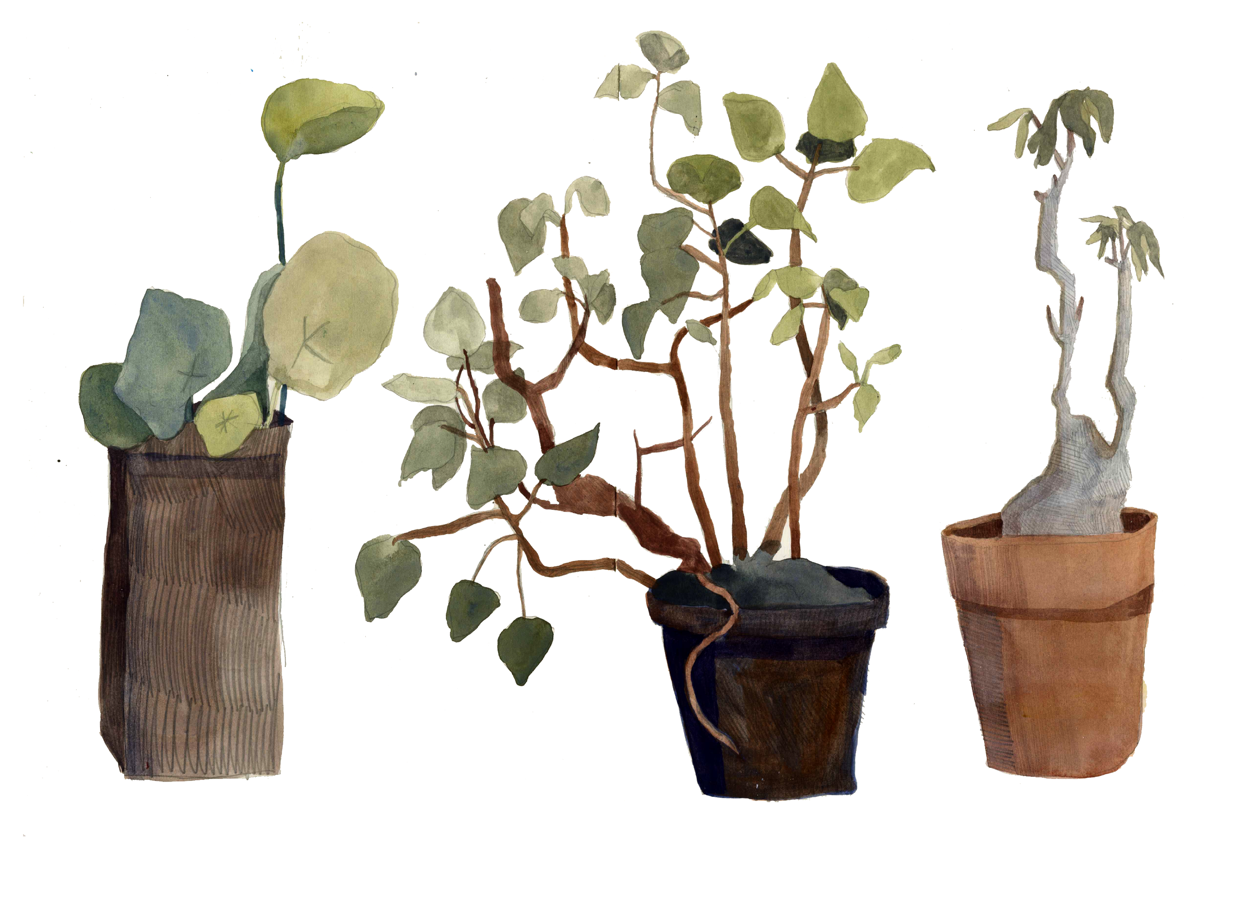 plants.png
