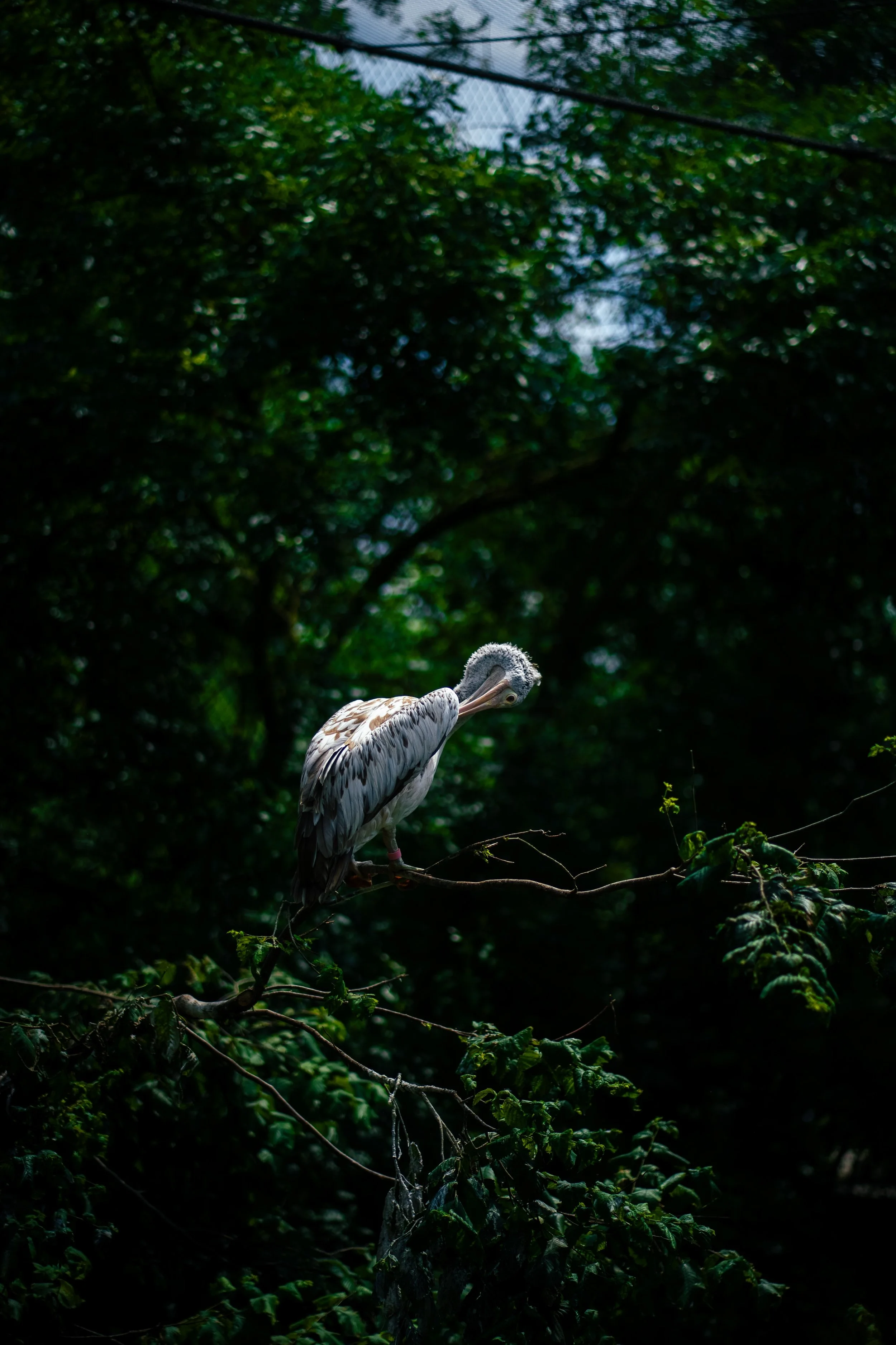 Photos save 30.5-18722.jpg