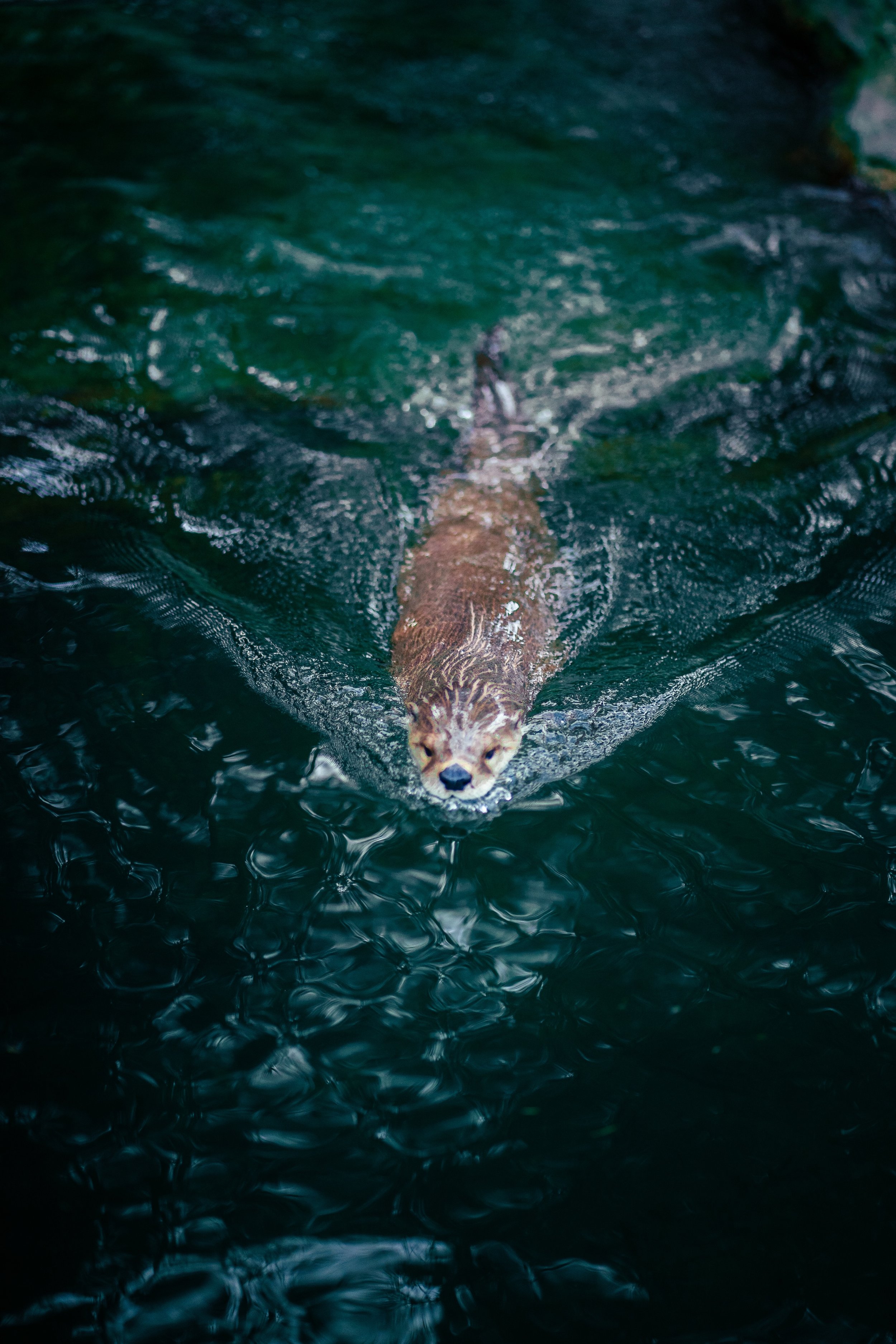 Photos save 30.5-21011.jpg