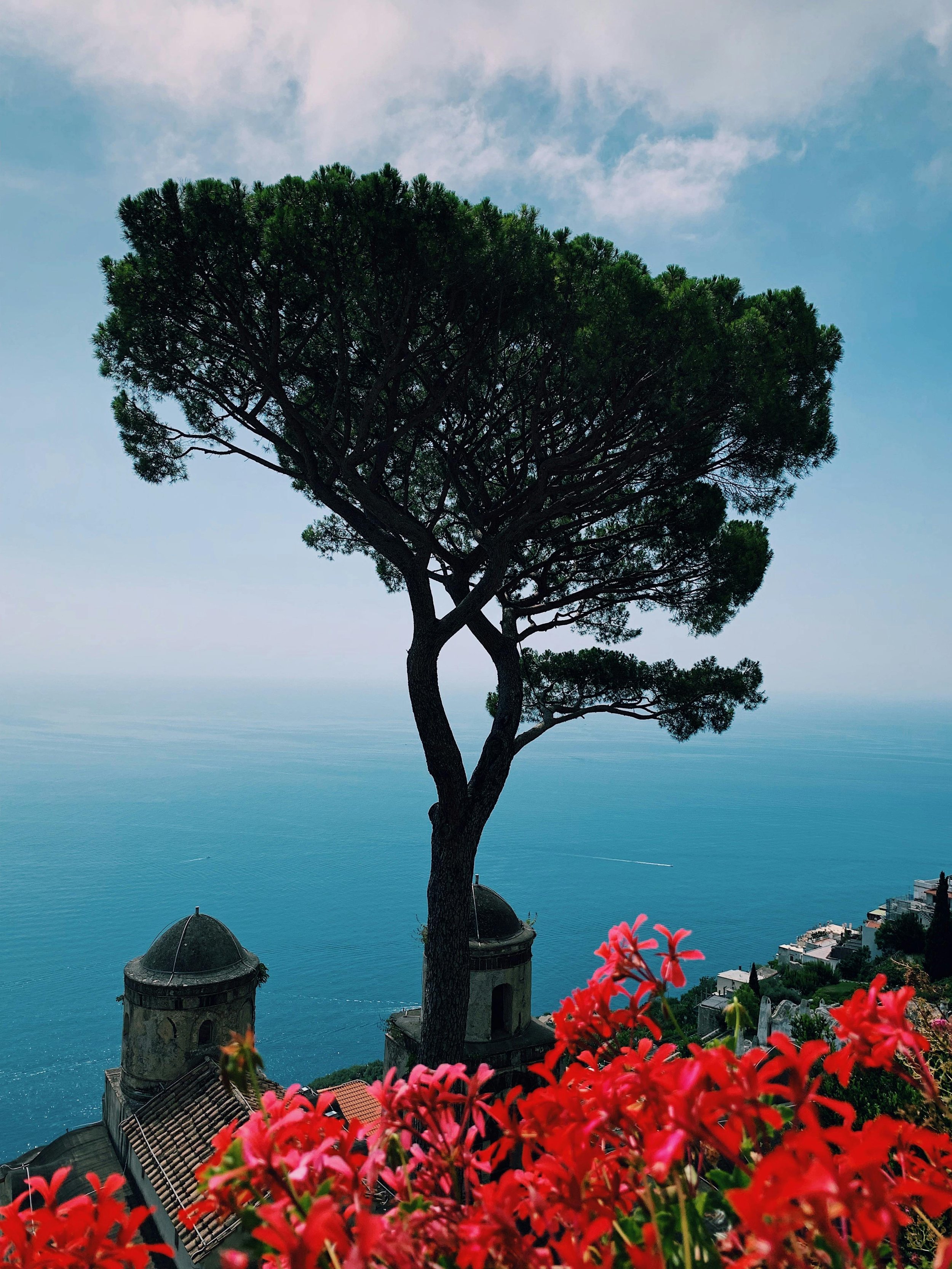 A large green tree overlooking the ocean with a sky partly cloudy in the background, pink flowers in the foreground, and old buildings with turrets on the hillside.