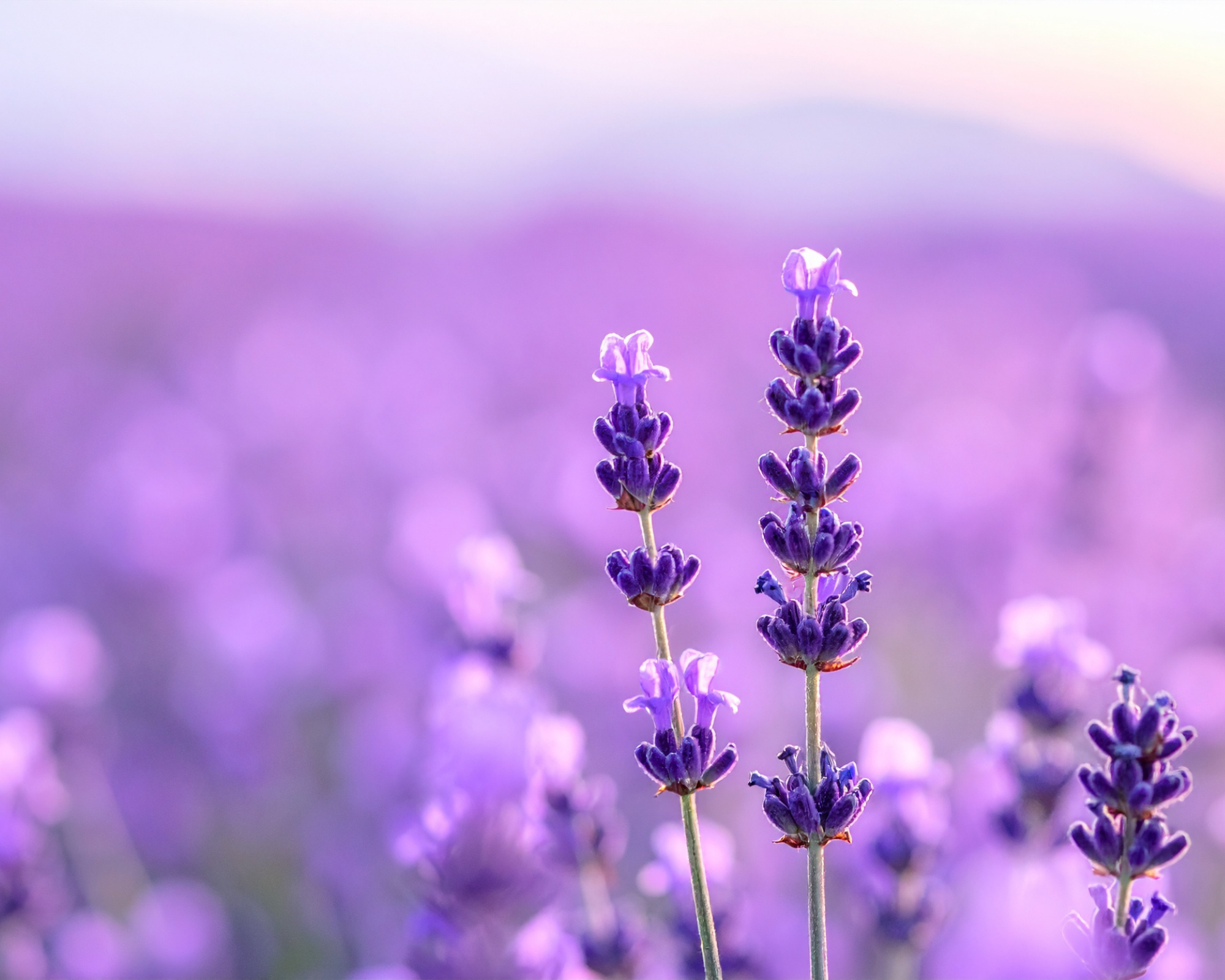 What You Might Not Know About Lavender