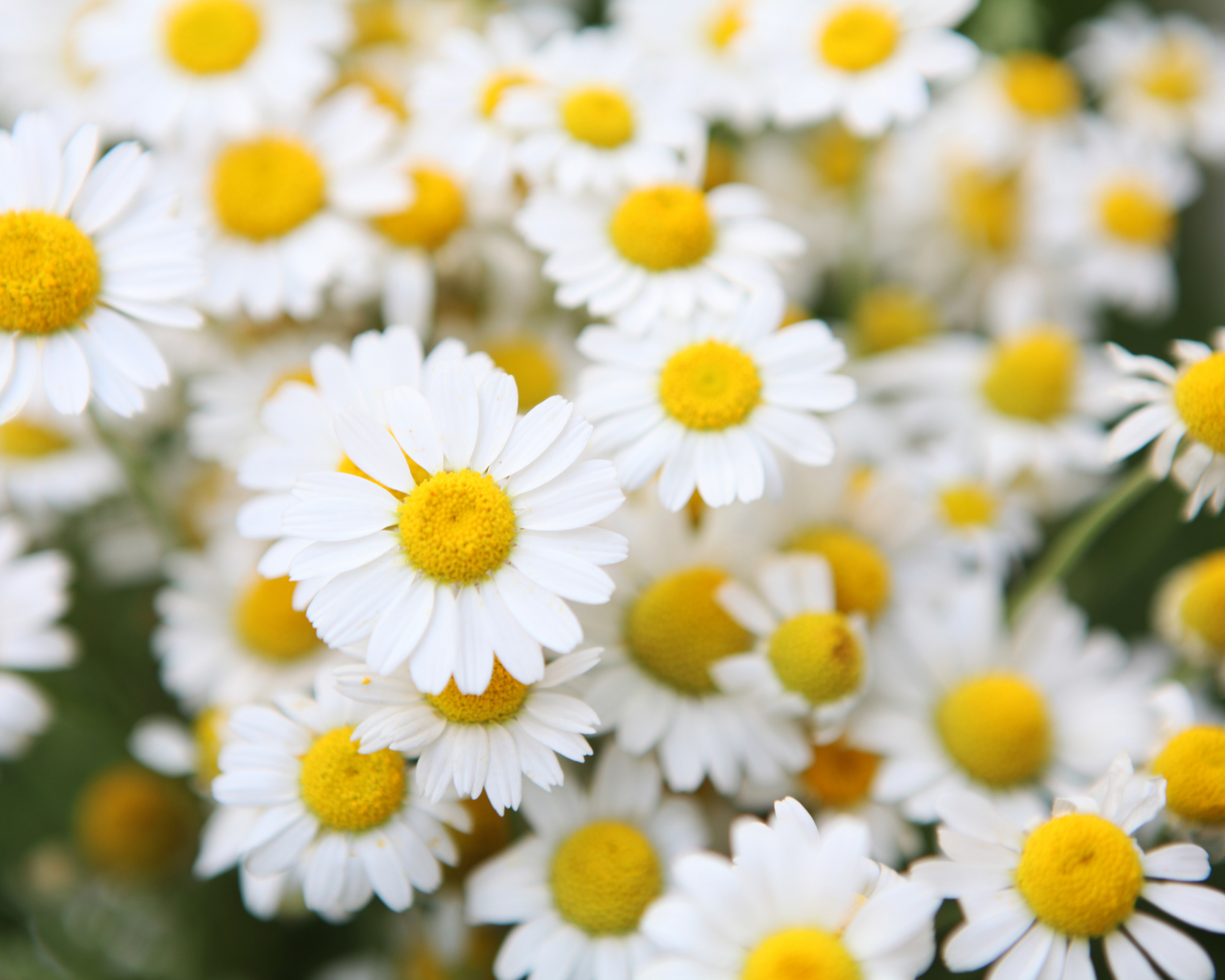 What You Might Not Know About Chamomile