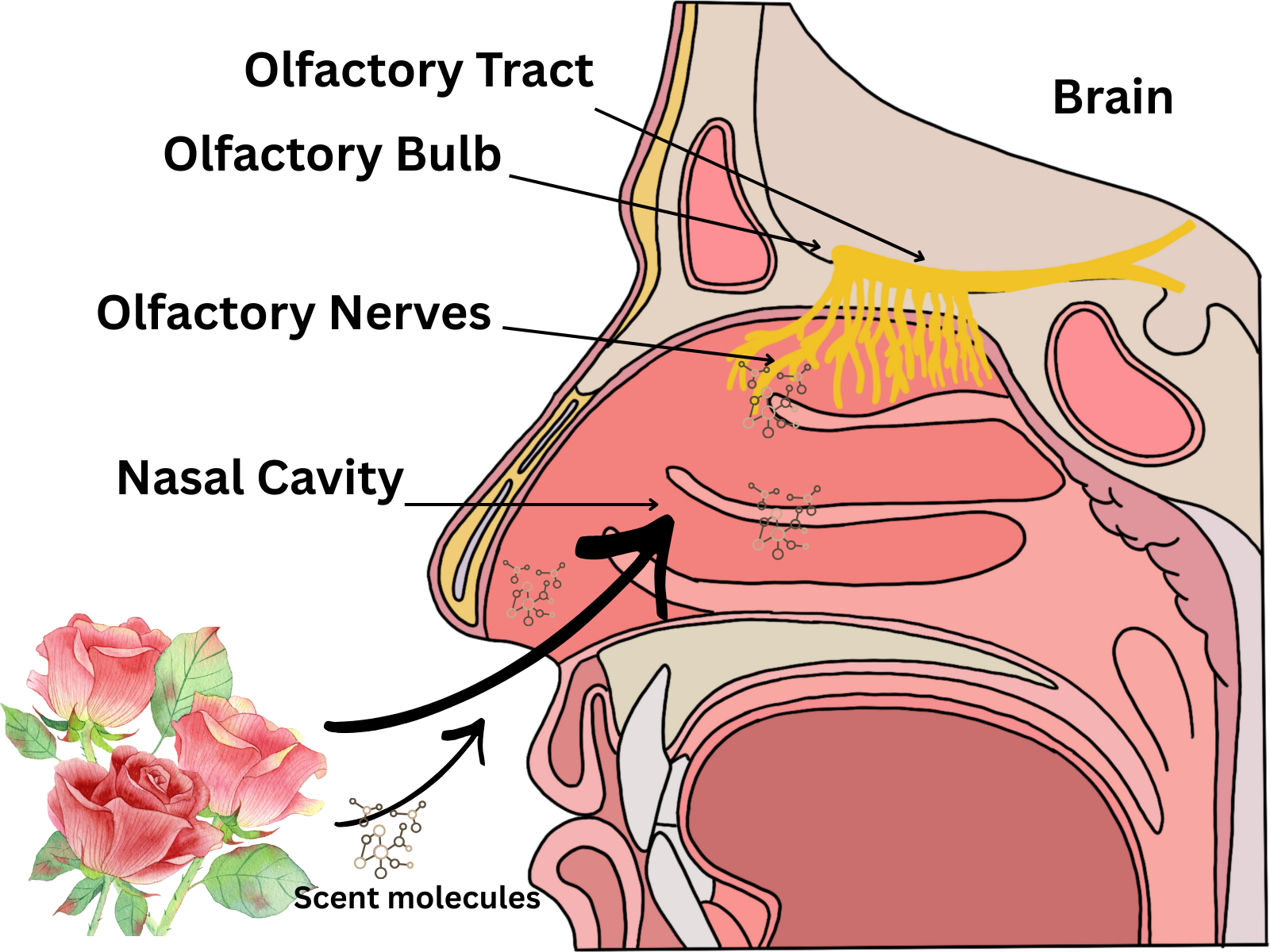 Illustration of nose showing scent molicules traving into nasal cavity to the olfactory nerves