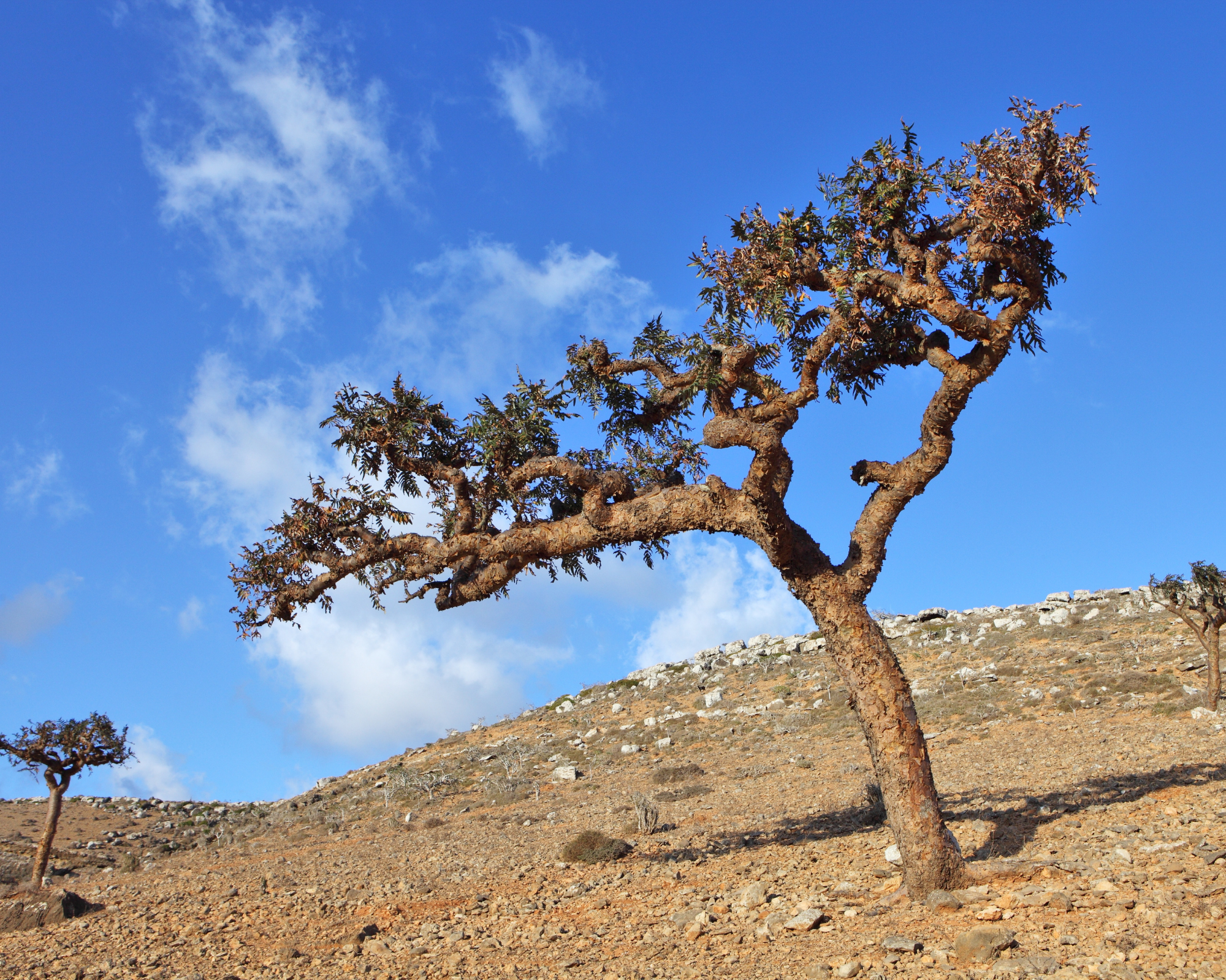 Frankincense tree in natural habitat