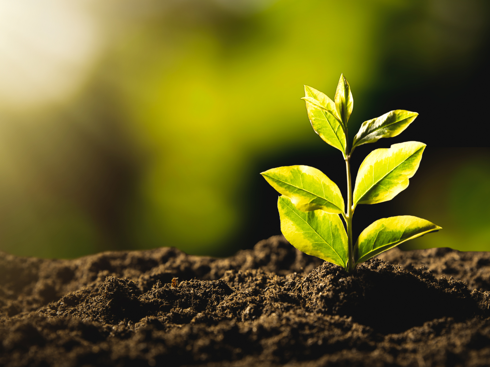 close up of a small plant going, back lit