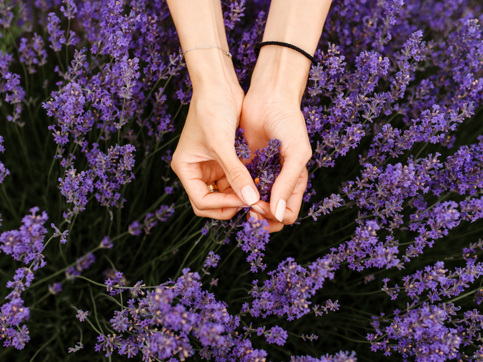 Hands over lavender plant holding lavender flowers, with lady bug