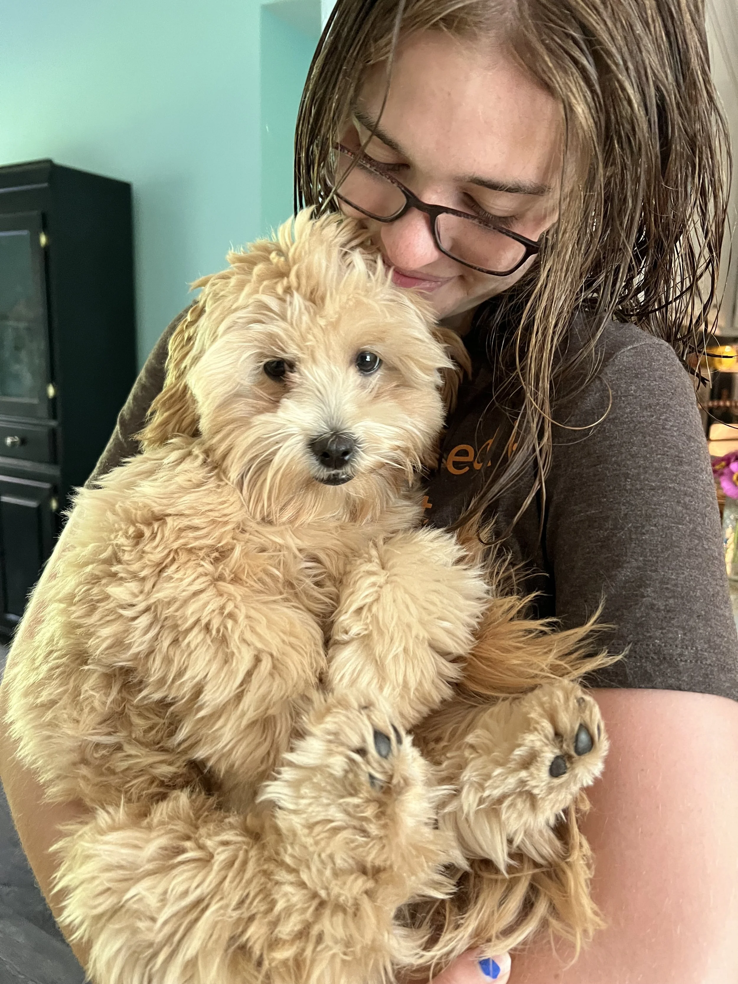 Person holding a fluffy tan puppy.