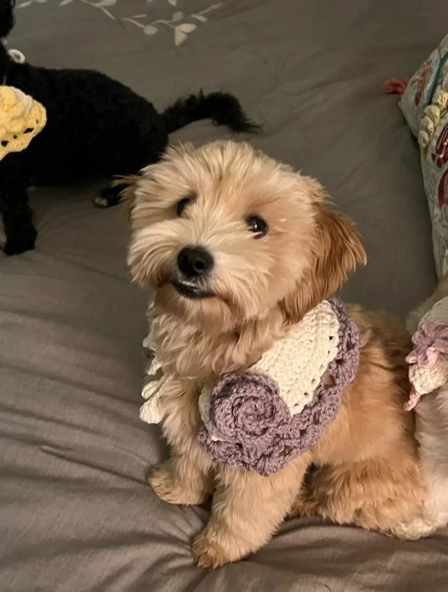 Small brown dog wearing a crocheted outfit with a flower design sitting on a bed.