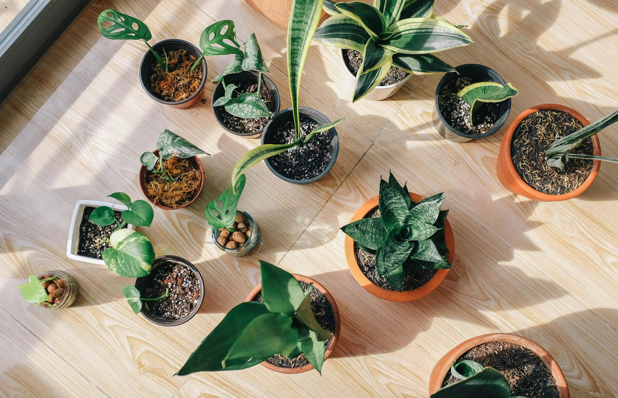 A variety of potted houseplants with green leaves arranged on a light wooden floor, shrouded in sunlight.