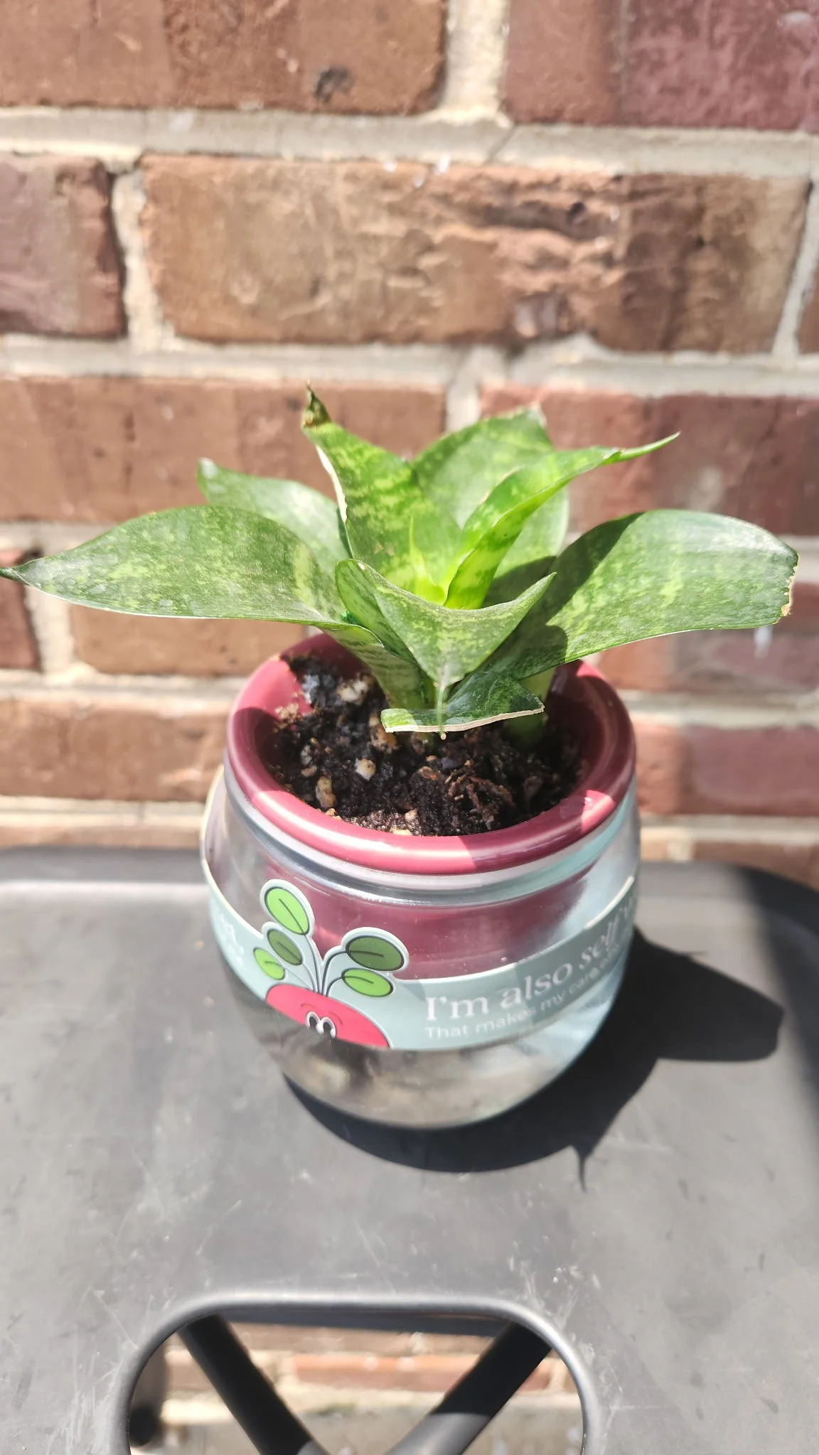 Sansevieria 'Hahnii' Care Tag